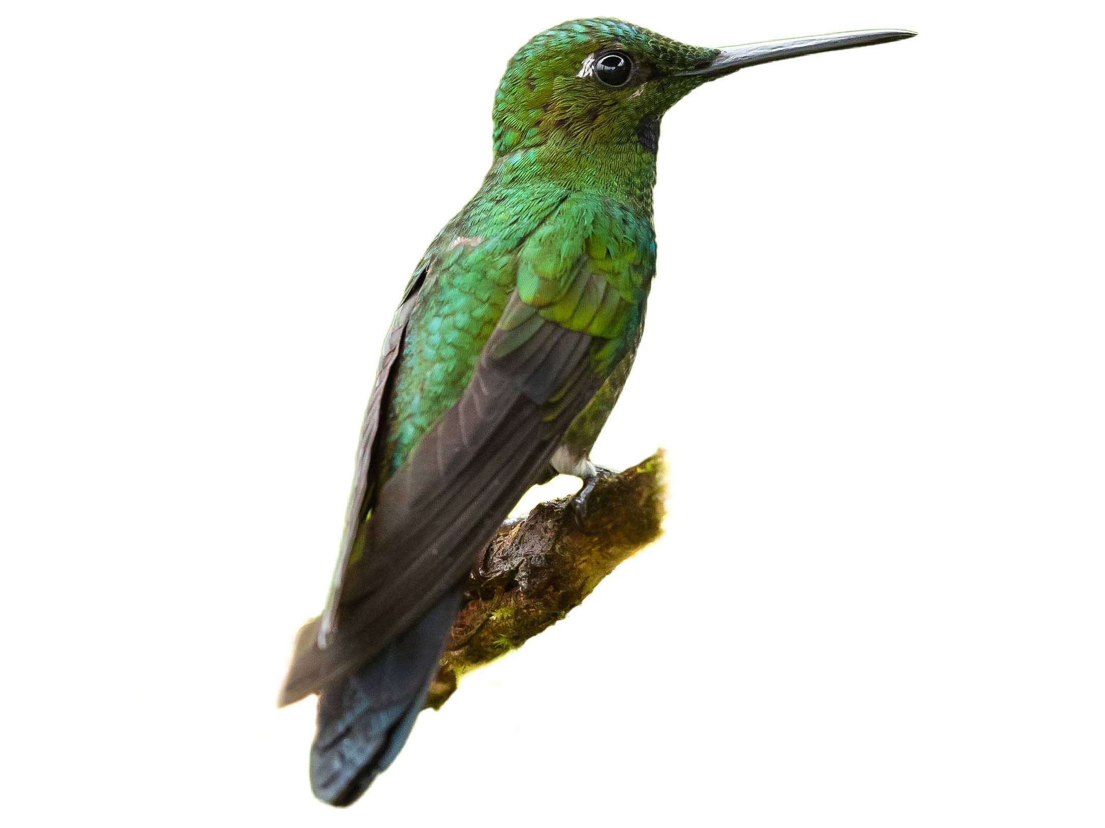 A photo of a Green-crowned Brilliant (Heliodoxa jacula), male