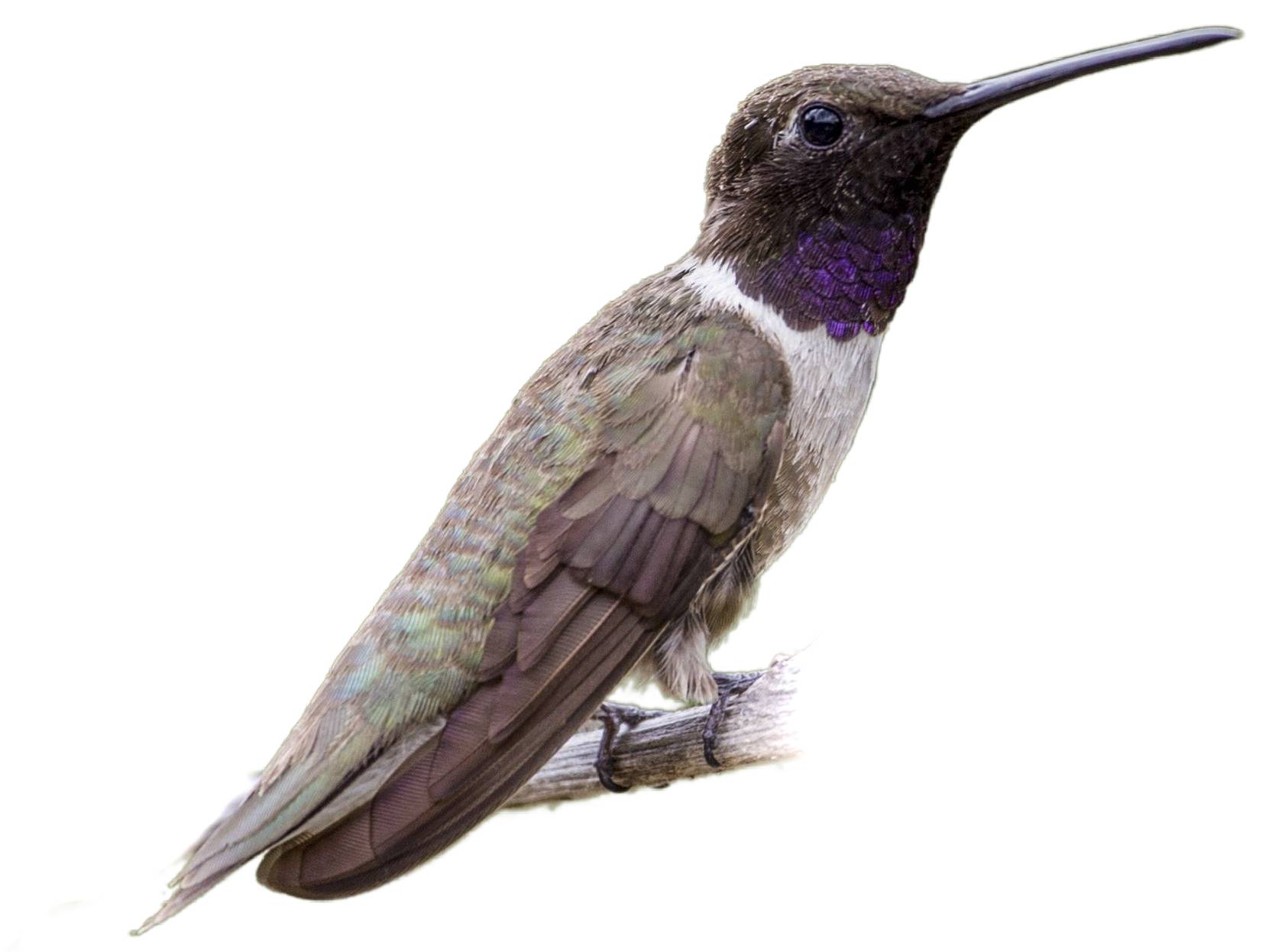 A photo of a Black-chinned Hummingbird (Archilochus alexandri), male