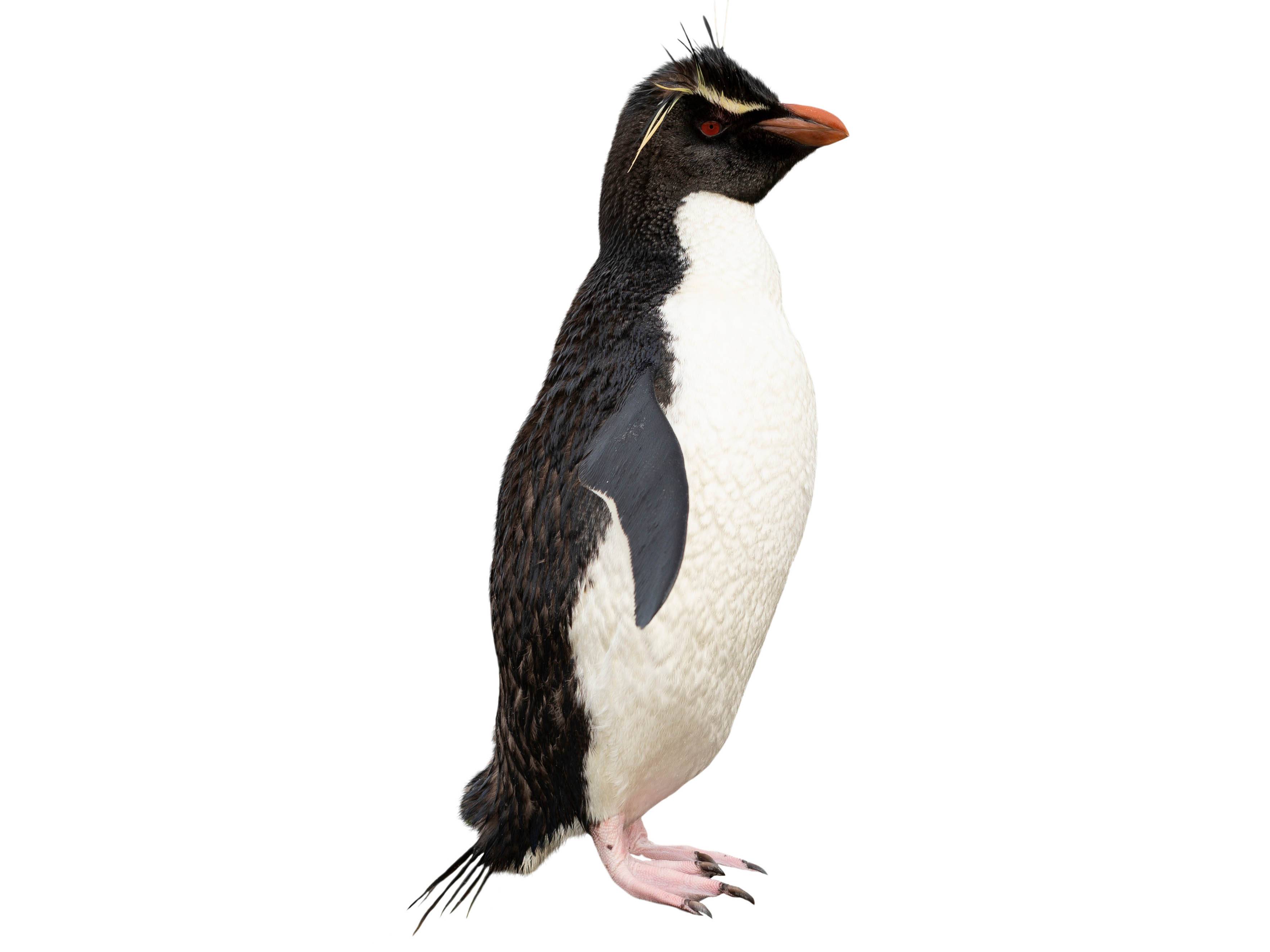 A photo of a Southern Rockhopper Penguin (Eudyptes chrysocome)