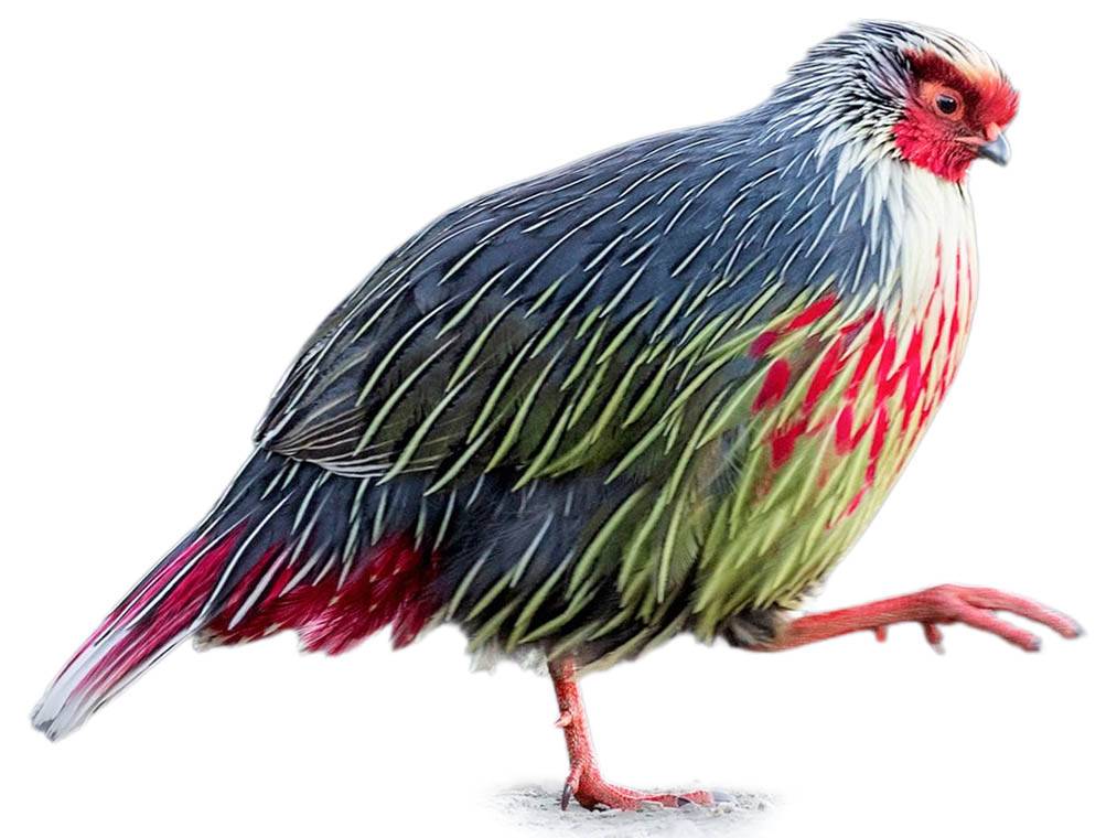 A photo of a Blood Pheasant (Ithaginis cruentus), male