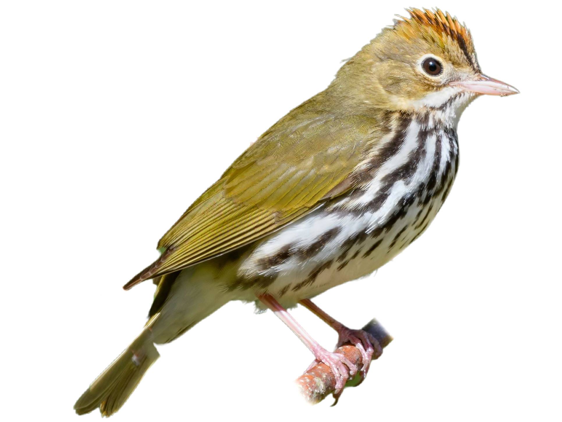 A photo of a Ovenbird (Seiurus aurocapilla)