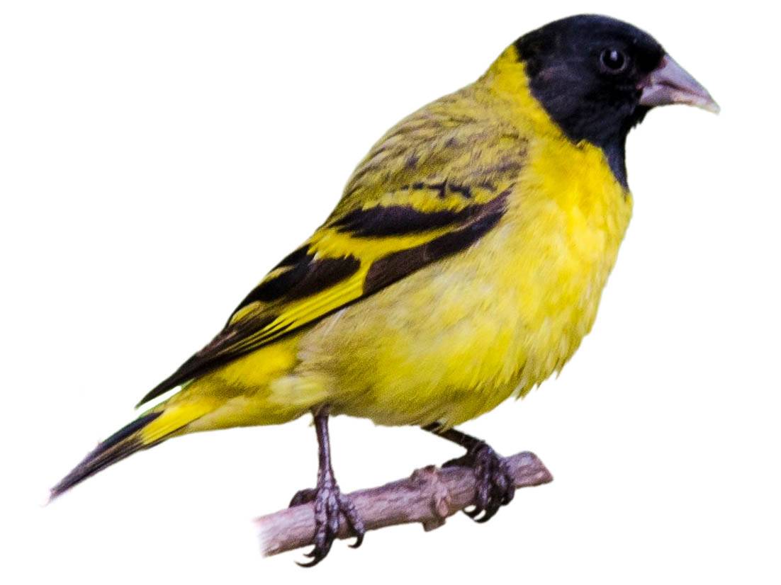 A photo of a Hooded Siskin (Spinus magellanicus)