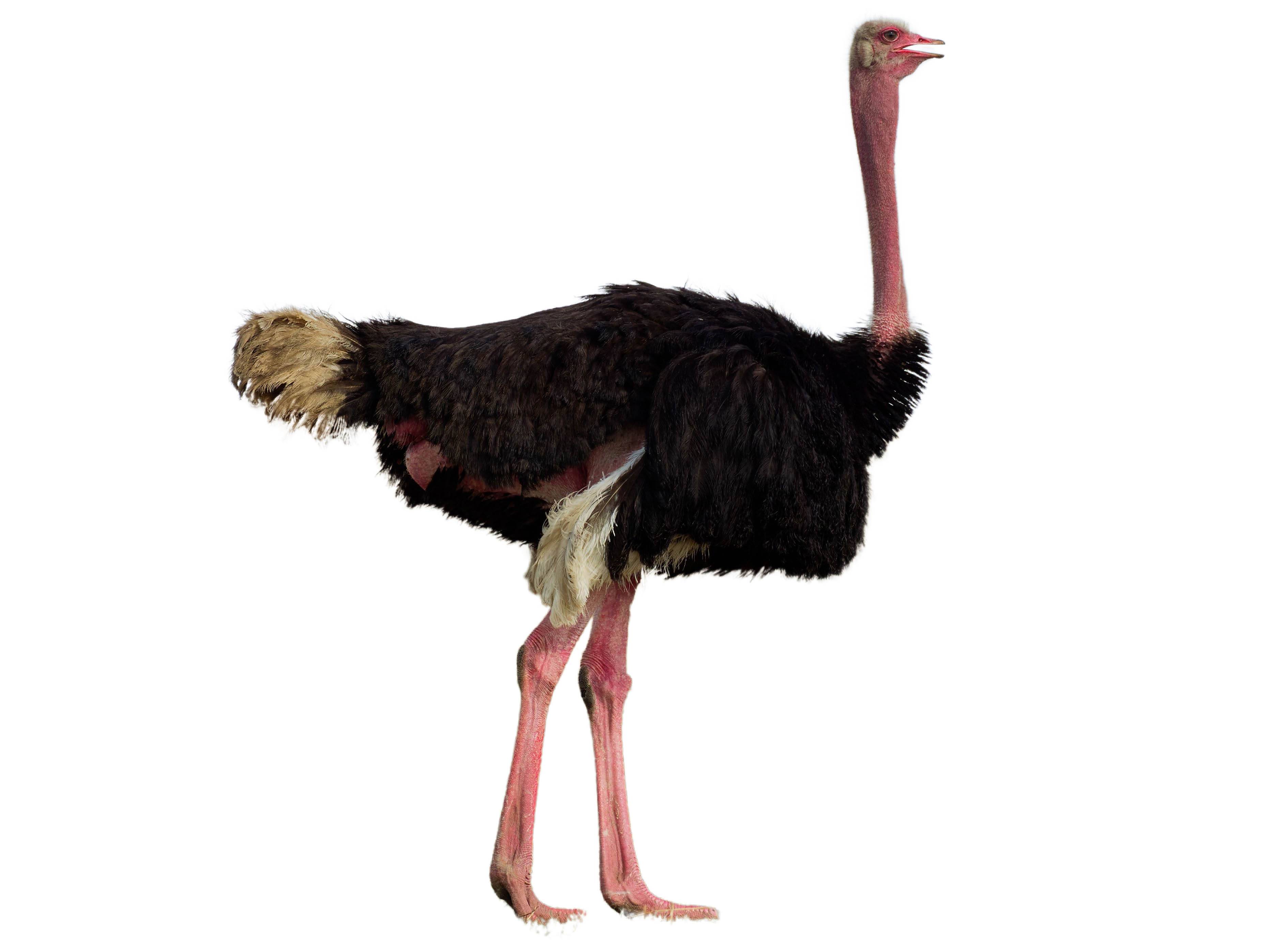 A photo of a Common Ostrich (Struthio camelus), male