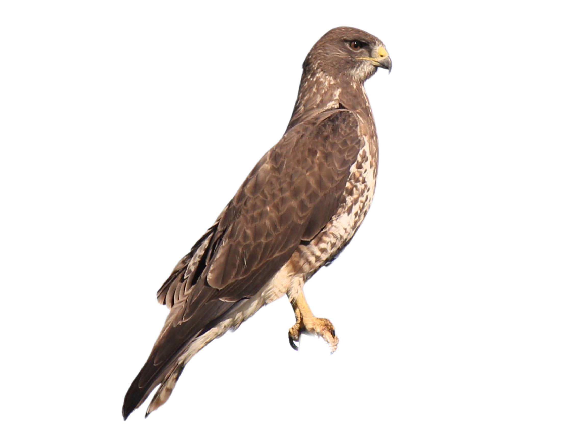 A photo of a Broad-winged Hawk (Buteo platypterus)