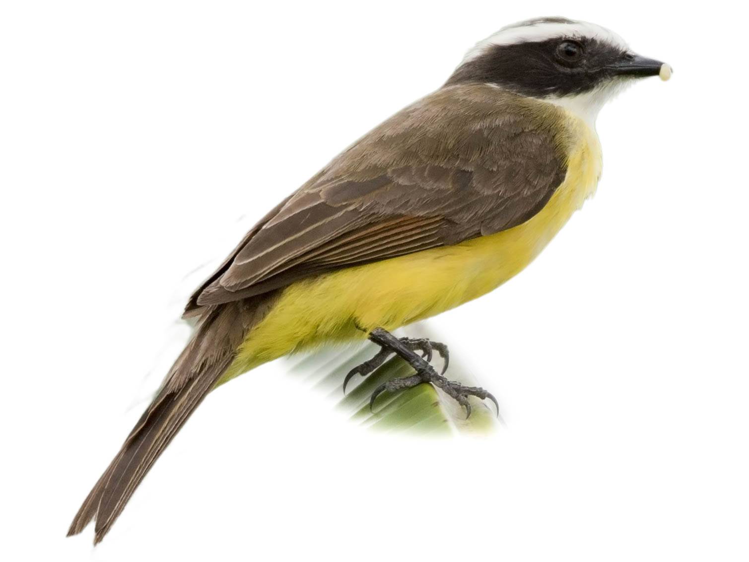 A photo of a Social Flycatcher (Myiozetetes similis)