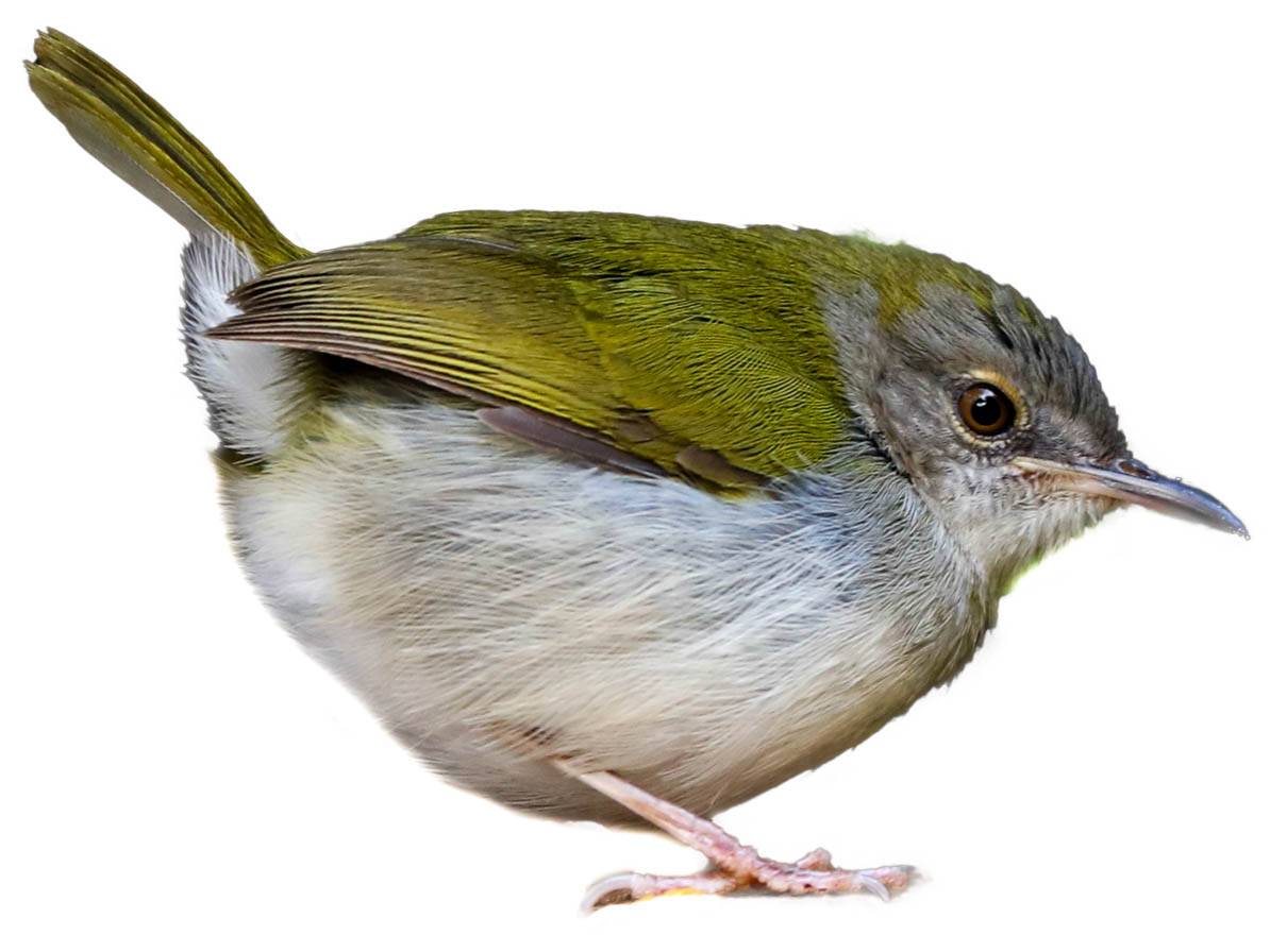 A photo of a Green-backed Camaroptera (Camaroptera brachyura)