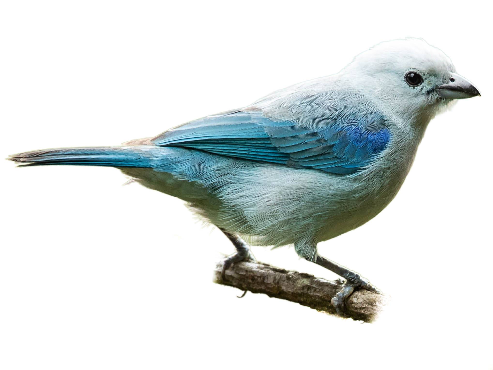 A photo of a Blue-grey Tanager (Thraupis episcopus)