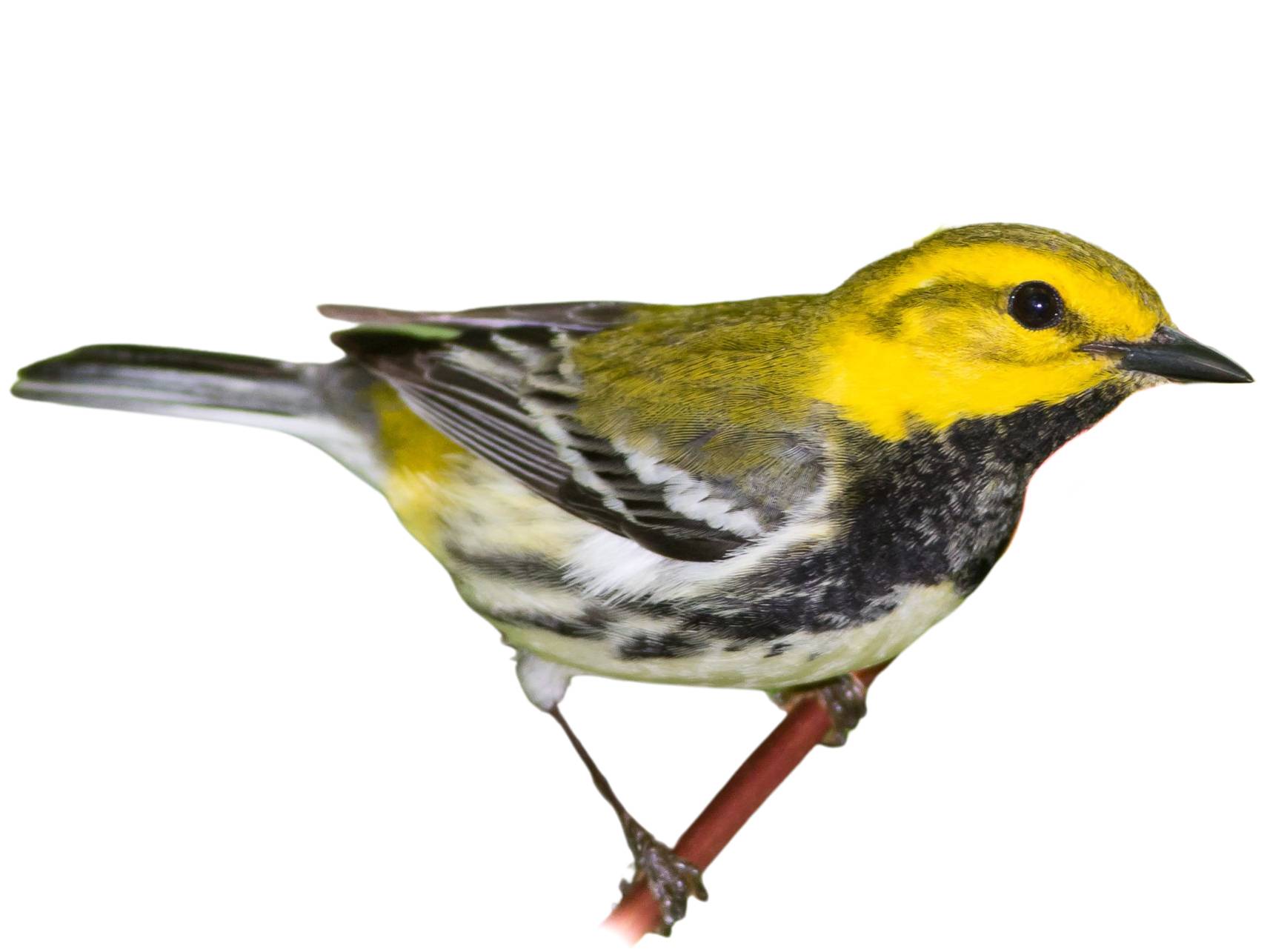 A photo of a Black-throated Green Warbler (Setophaga virens), male