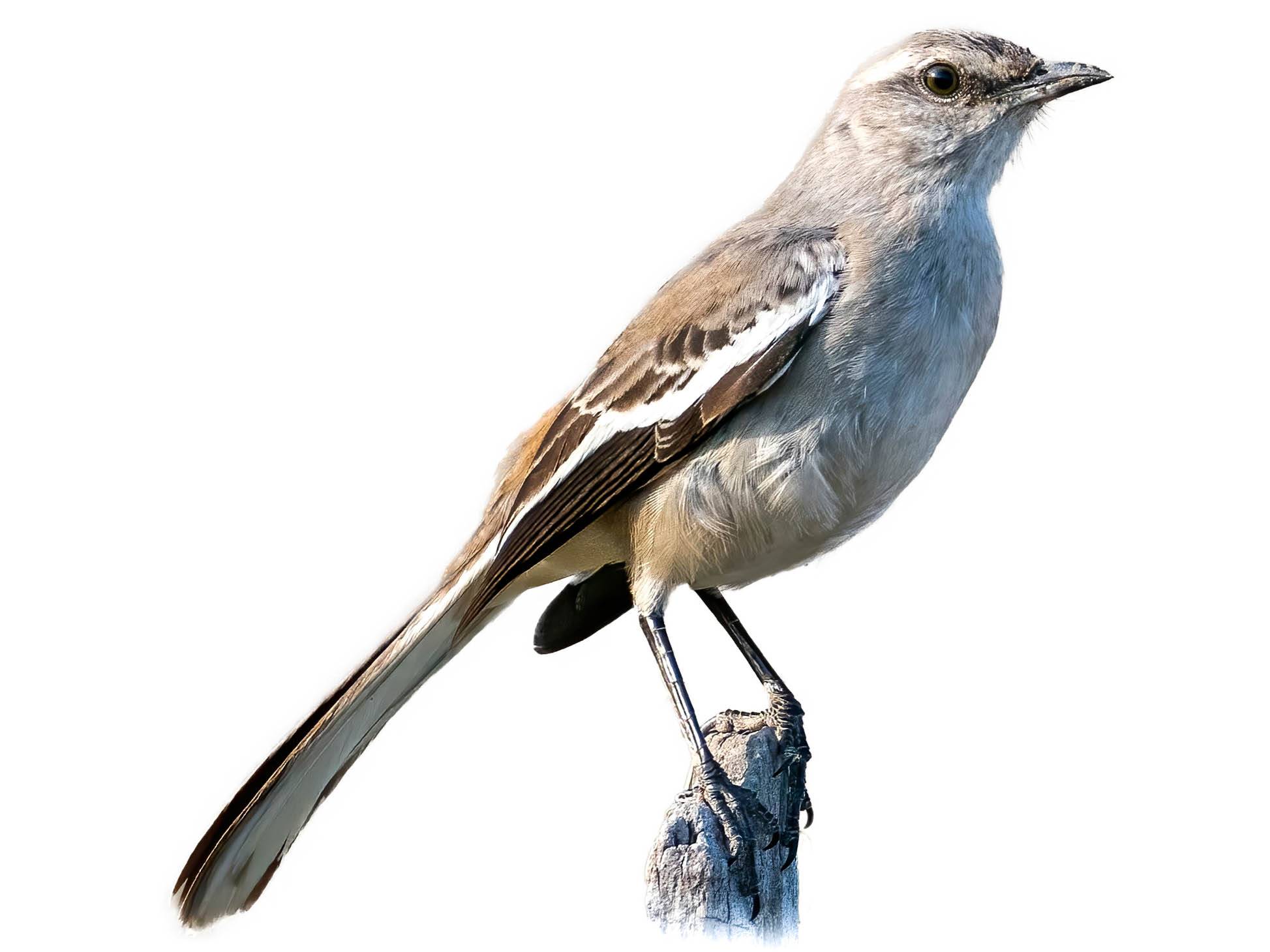 A photo of a White-banded Mockingbird (Mimus triurus)