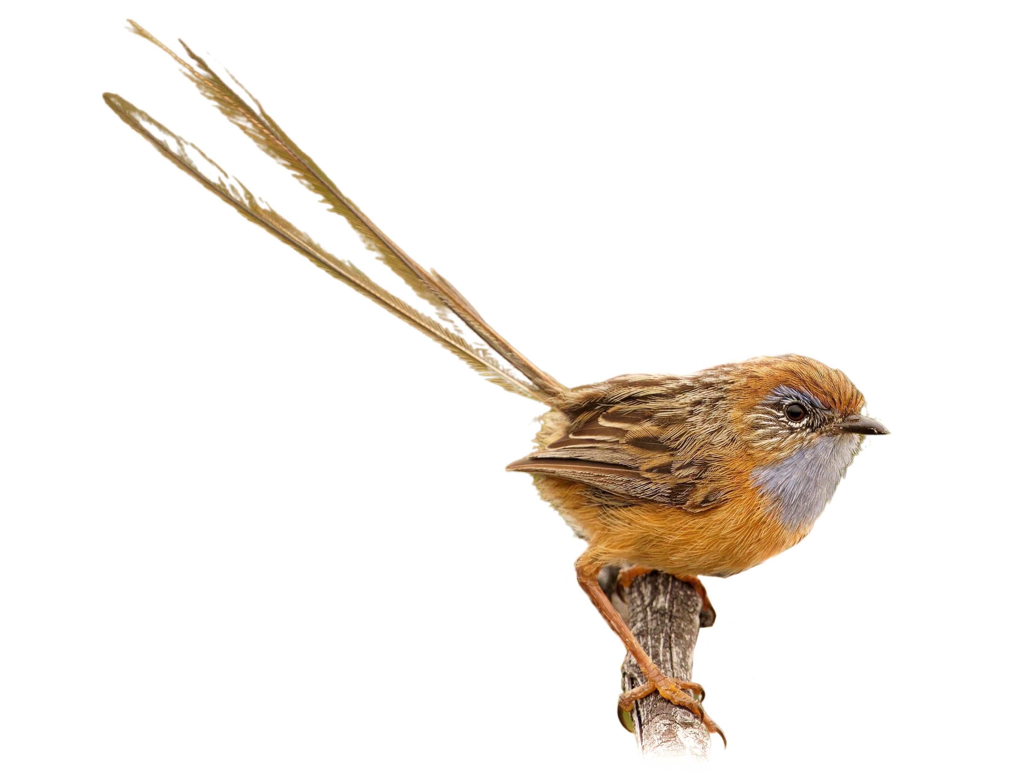 A photo of a Southern Emu-wren (Stipiturus malachurus), male