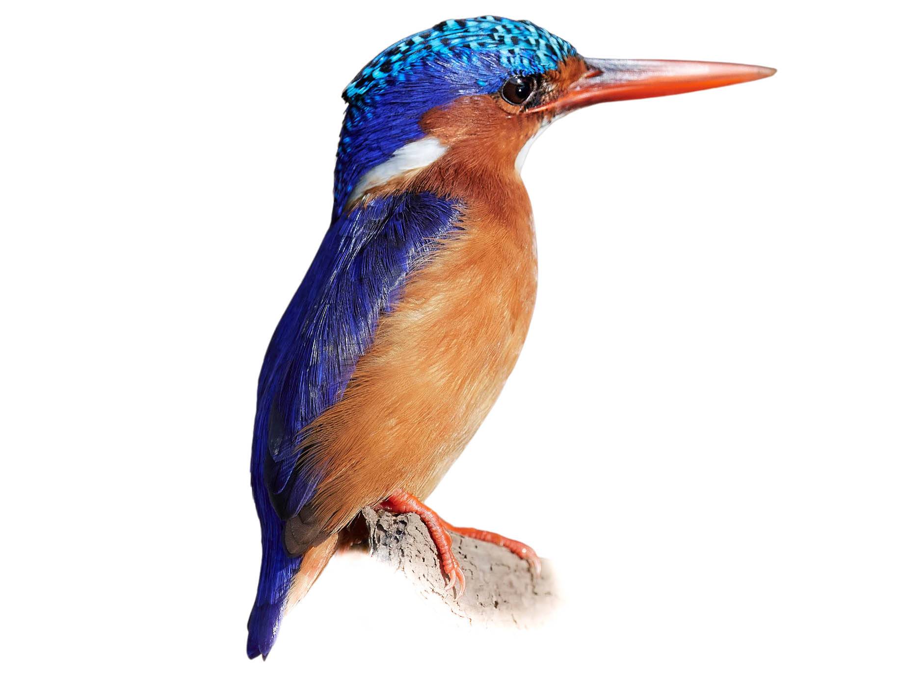 A photo of a Malachite Kingfisher (Corythornis cristatus)