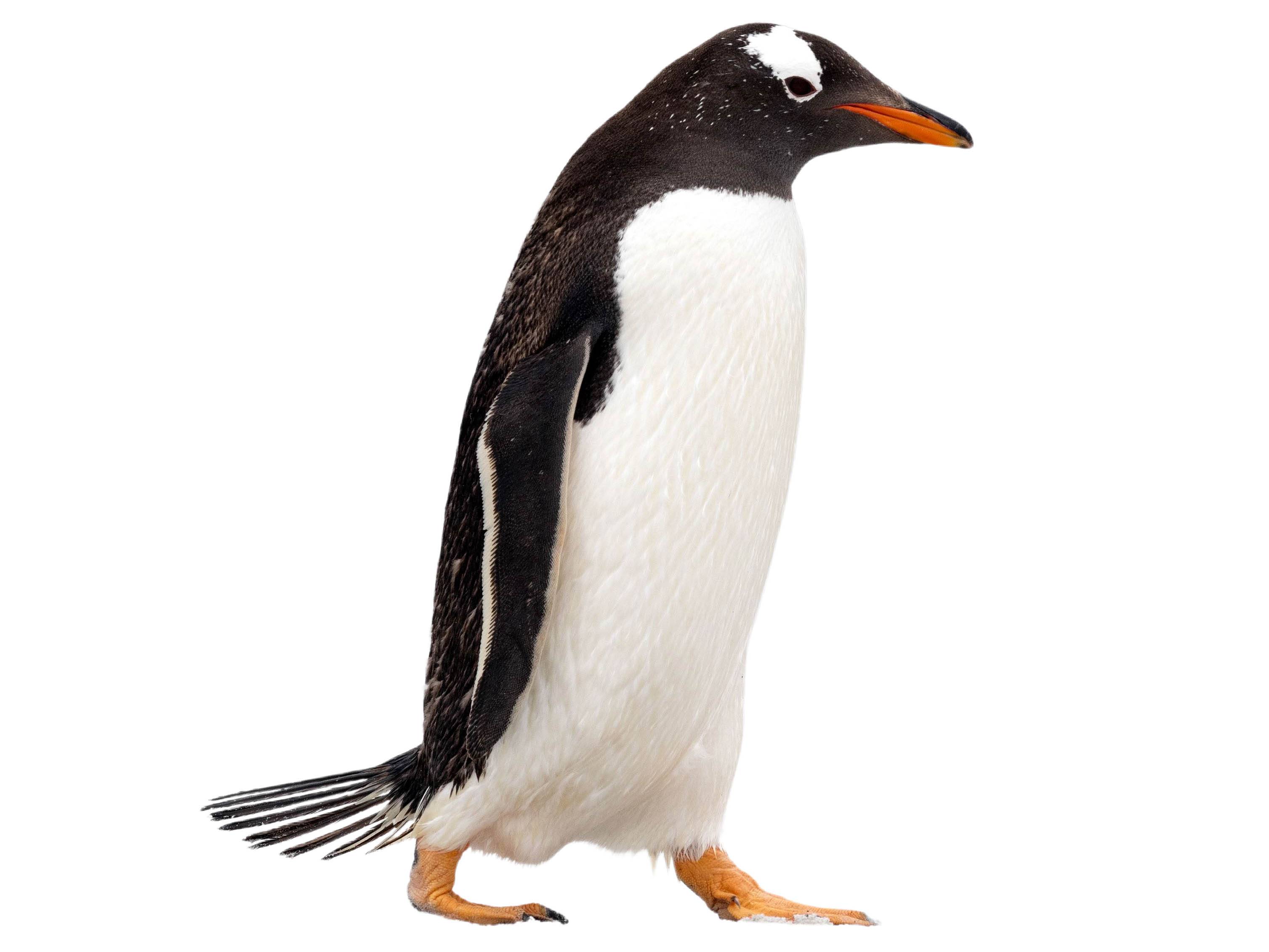 A photo of a Gentoo Penguin (Pygoscelis papua)