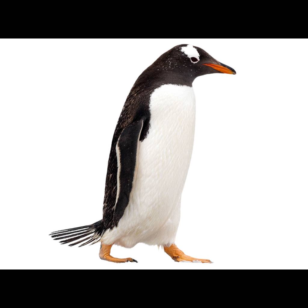Gentoo Penguin Pygoscelis Papua Identification Birda gentoo-penguin-pygoscelis-papua-identification-birda