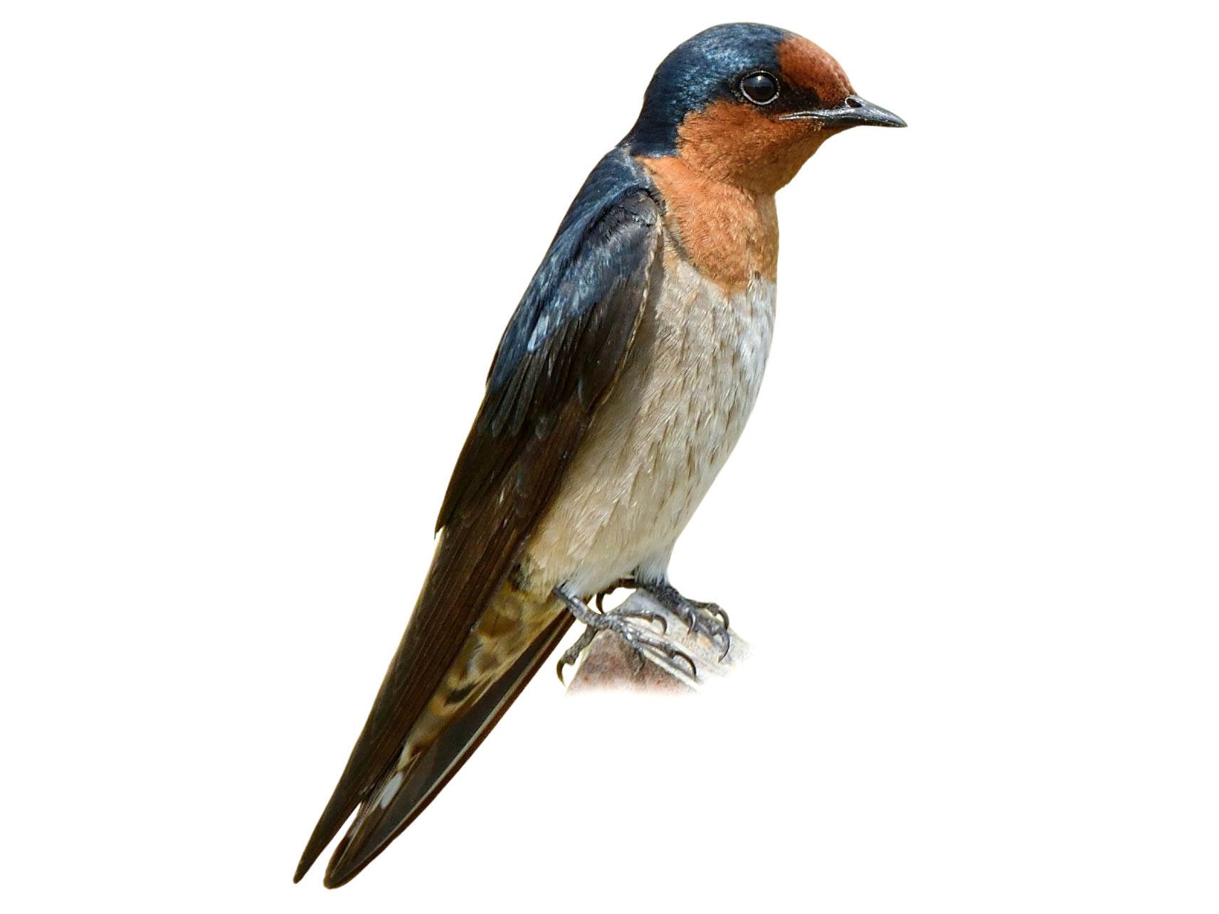 A photo of a Pacific Swallow (Hirundo tahitica)