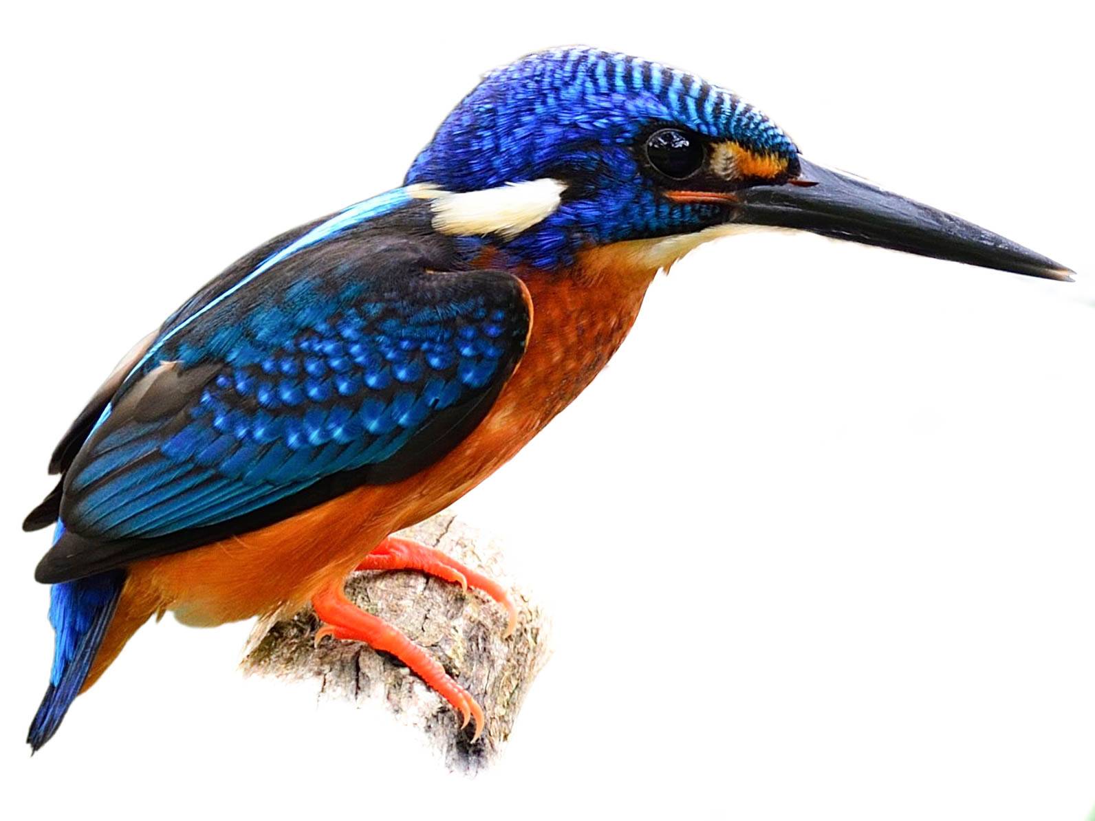 A photo of a Blue-eared Kingfisher (Alcedo meninting), male