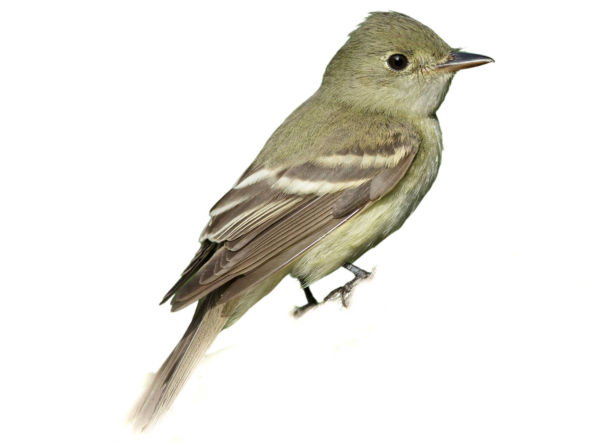 A photo of a Acadian Flycatcher (Empidonax virescens)