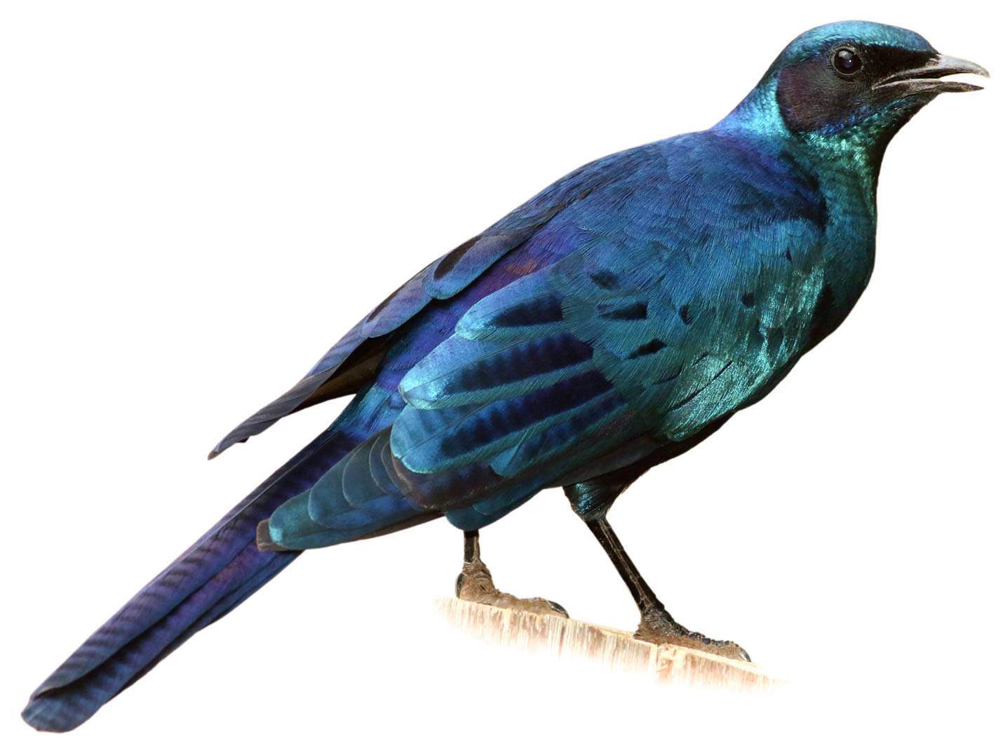 A photo of a Burchell's Starling (Lamprotornis australis)