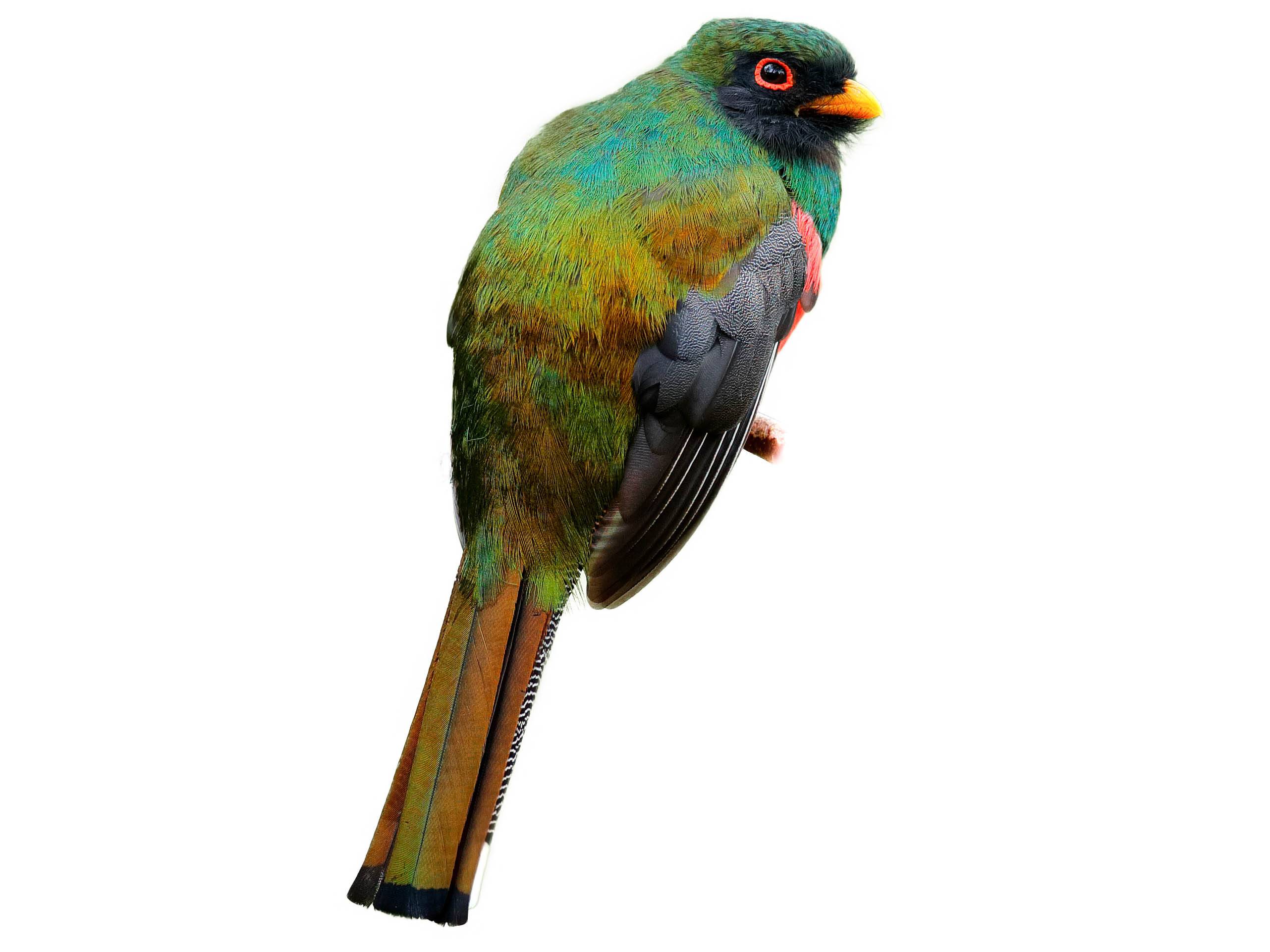 A photo of a Masked Trogon (Trogon personatus), male