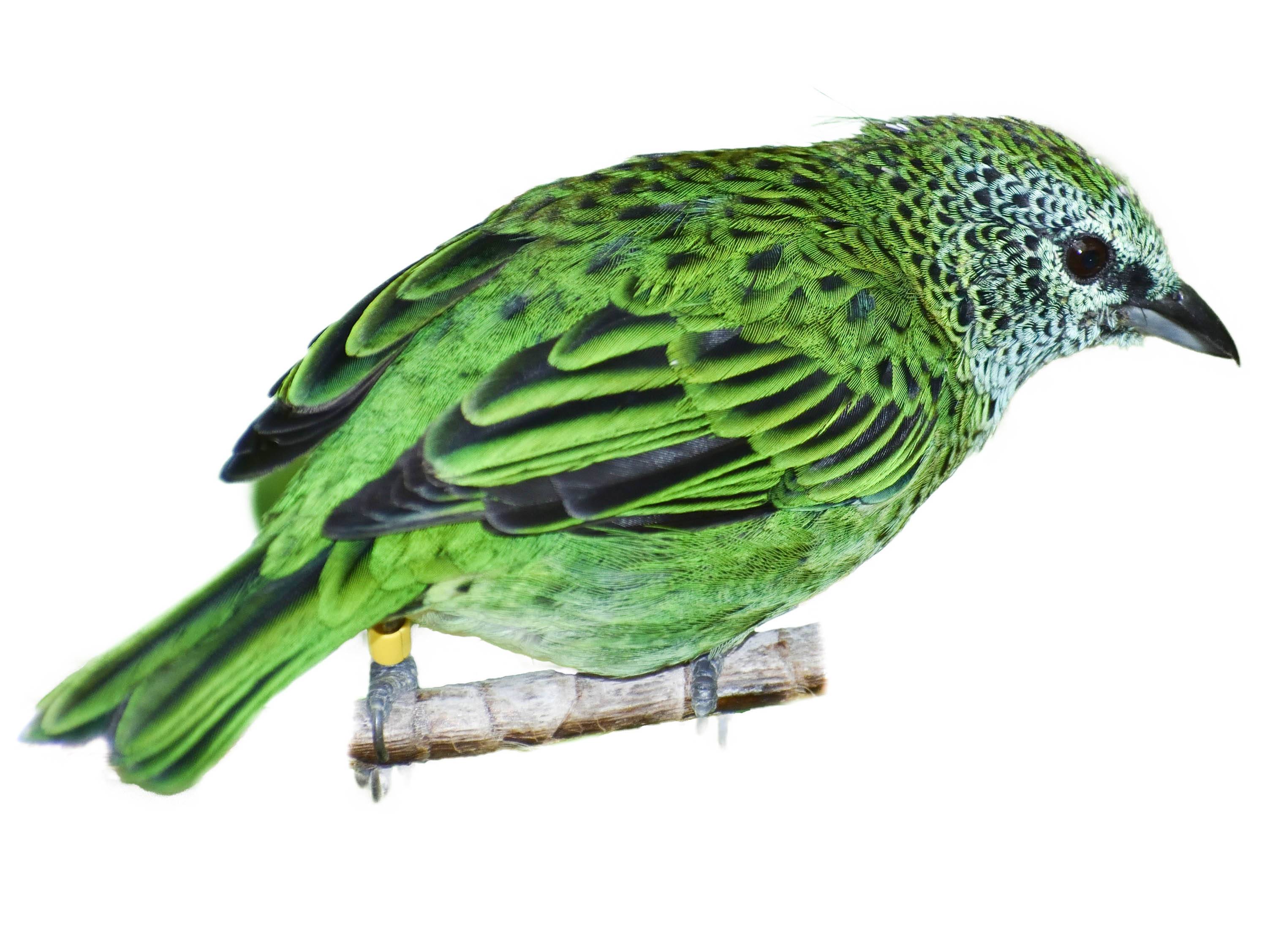 A photo of a Spotted Tanager (Ixothraupis punctata)