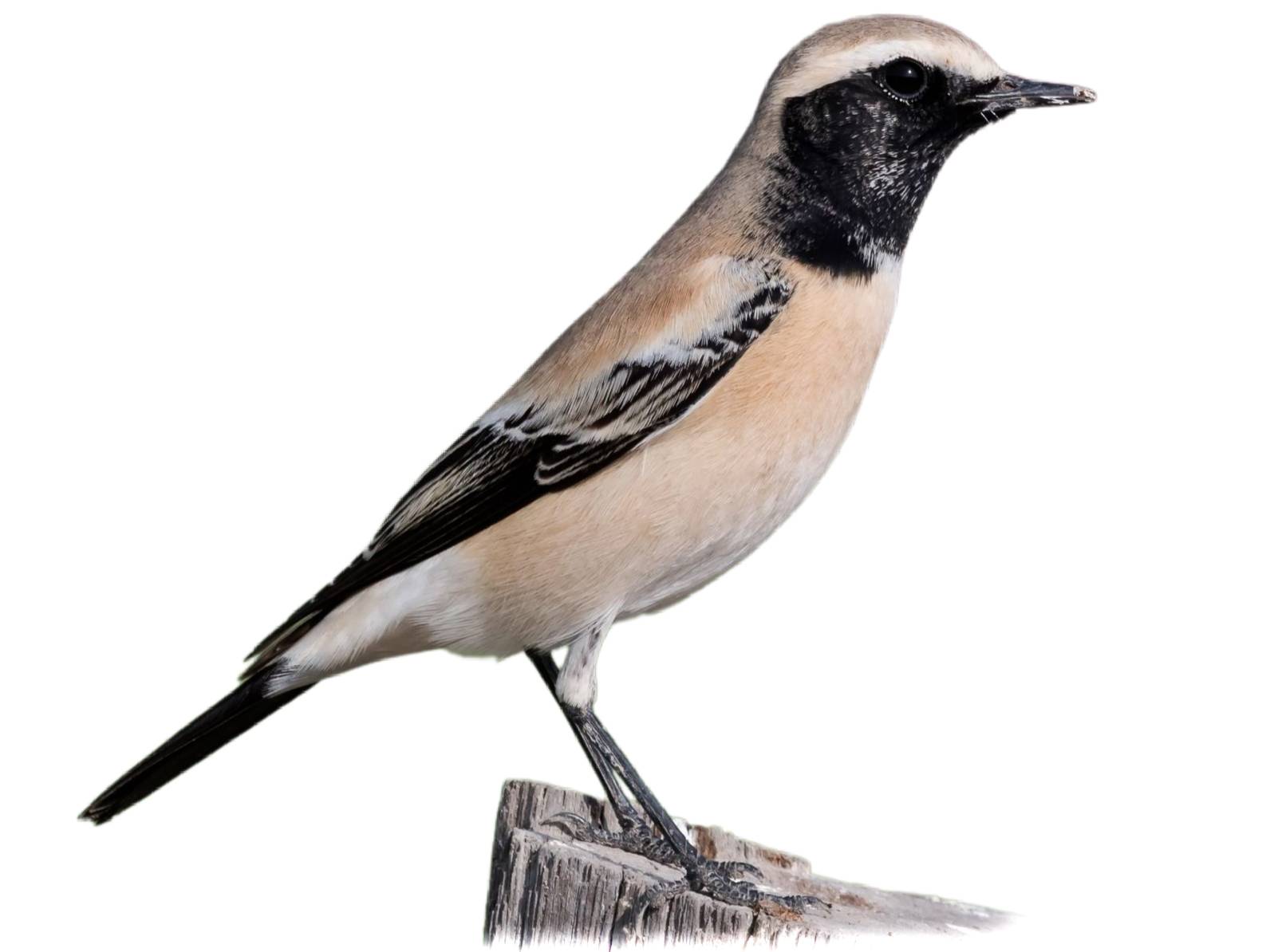 A photo of a Desert Wheatear (Oenanthe deserti), male