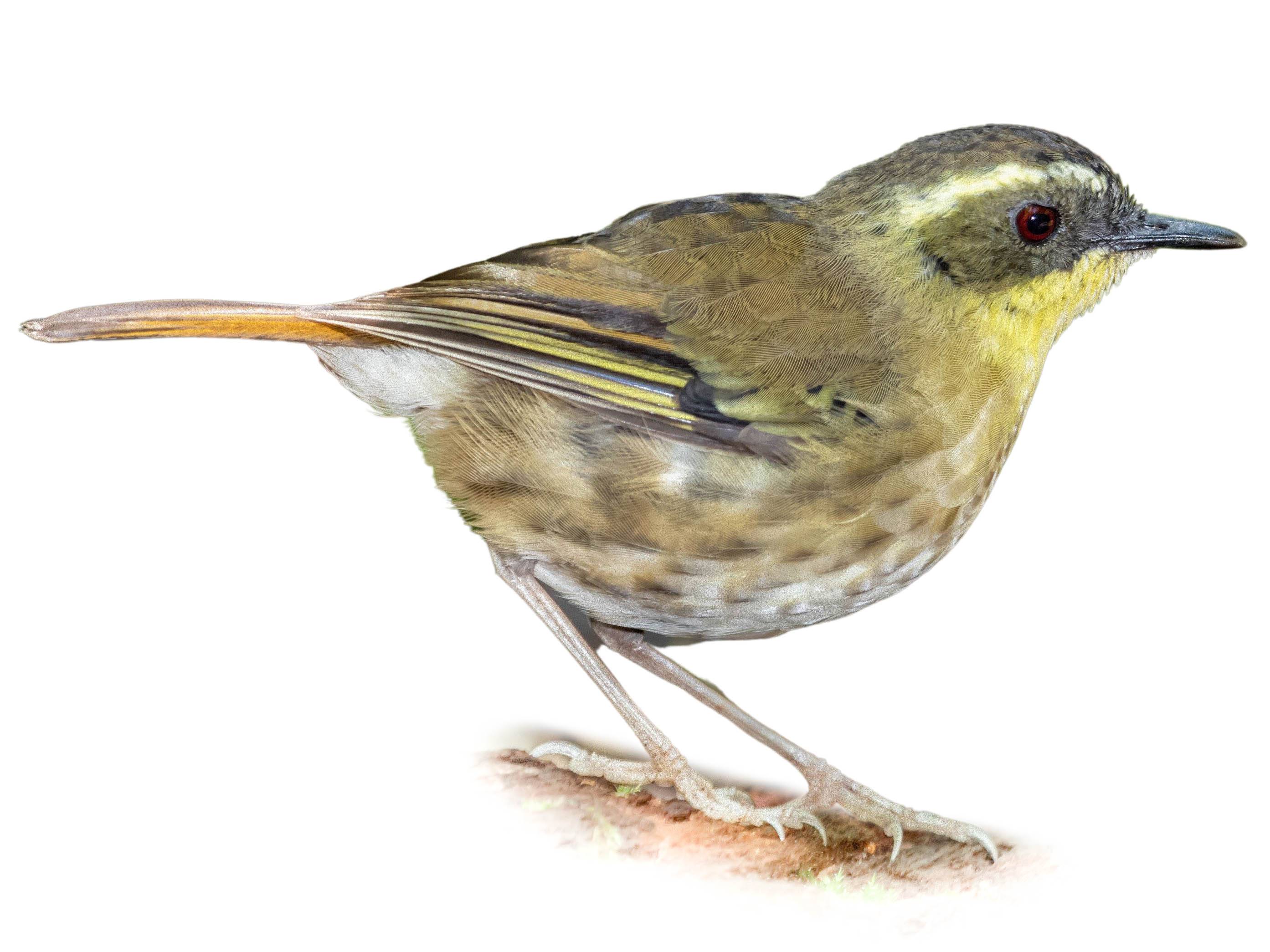 A photo of a Yellow-throated Scrubwren (Neosericornis citreogularis), female