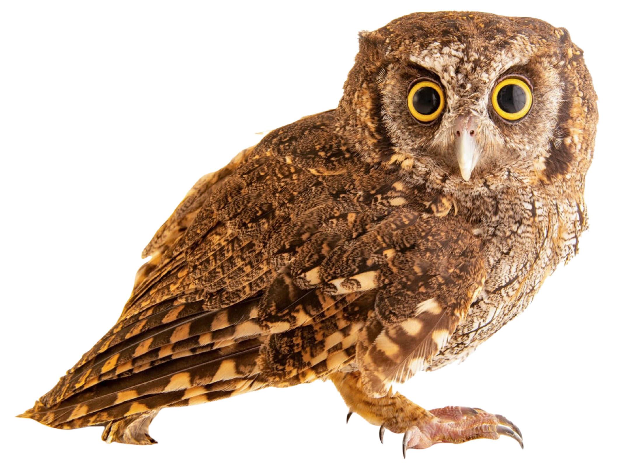 A photo of a Tropical Screech Owl (Megascops choliba)