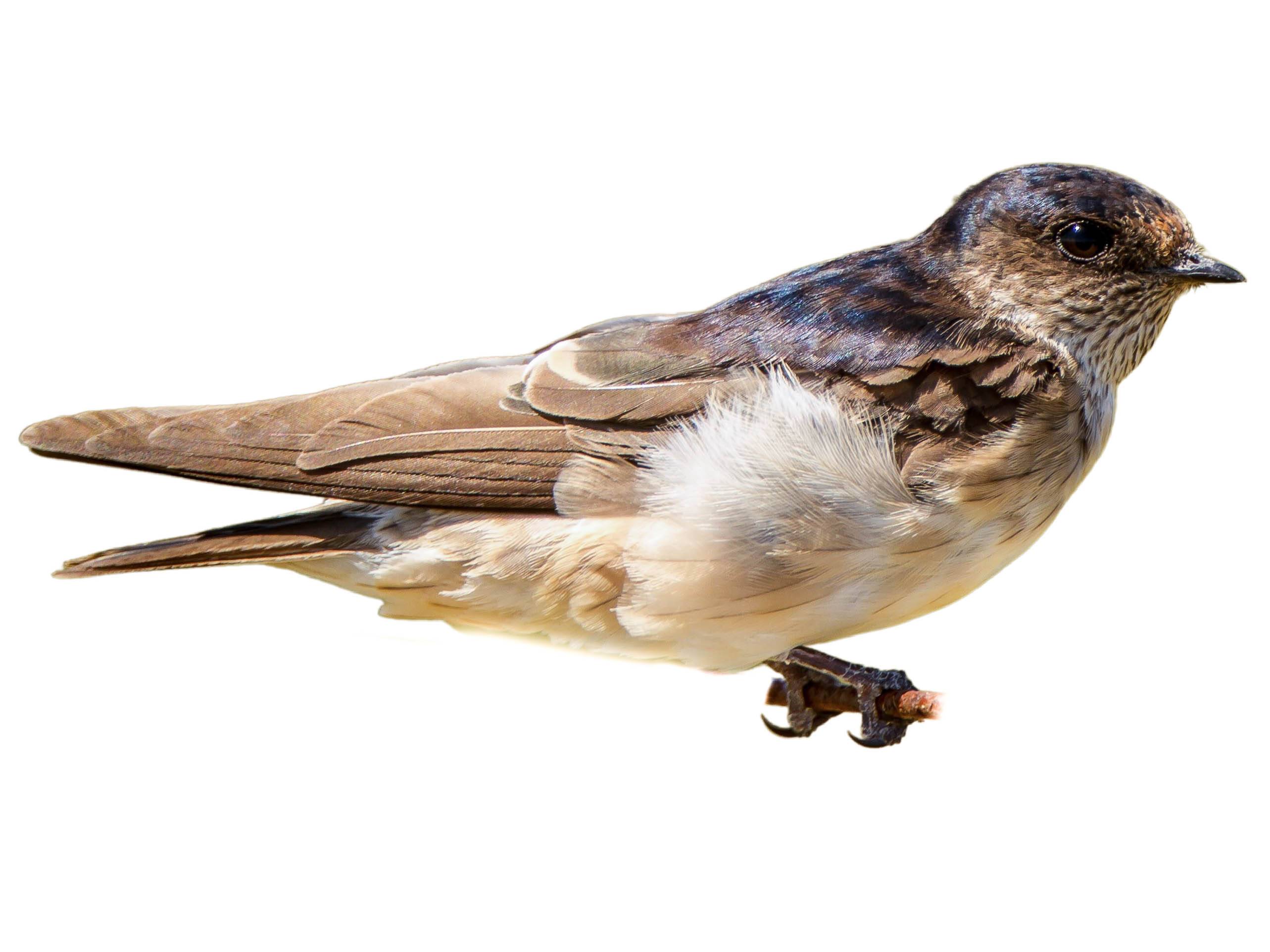 Tree Martin Rump White Tree Martin (Petrochelidon nigricans) identification - Birda