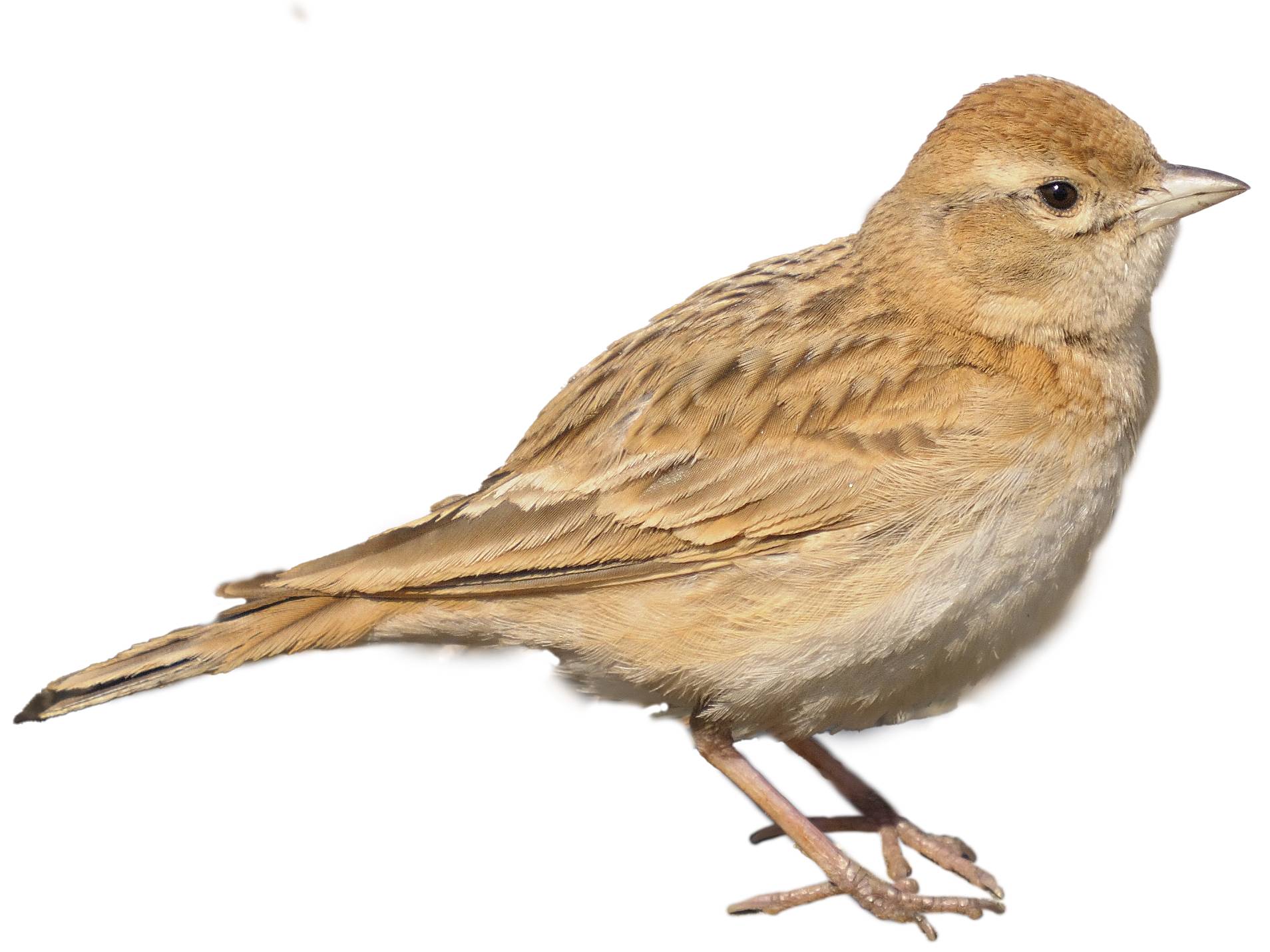 A photo of a Greater Short-toed Lark (Calandrella brachydactyla)