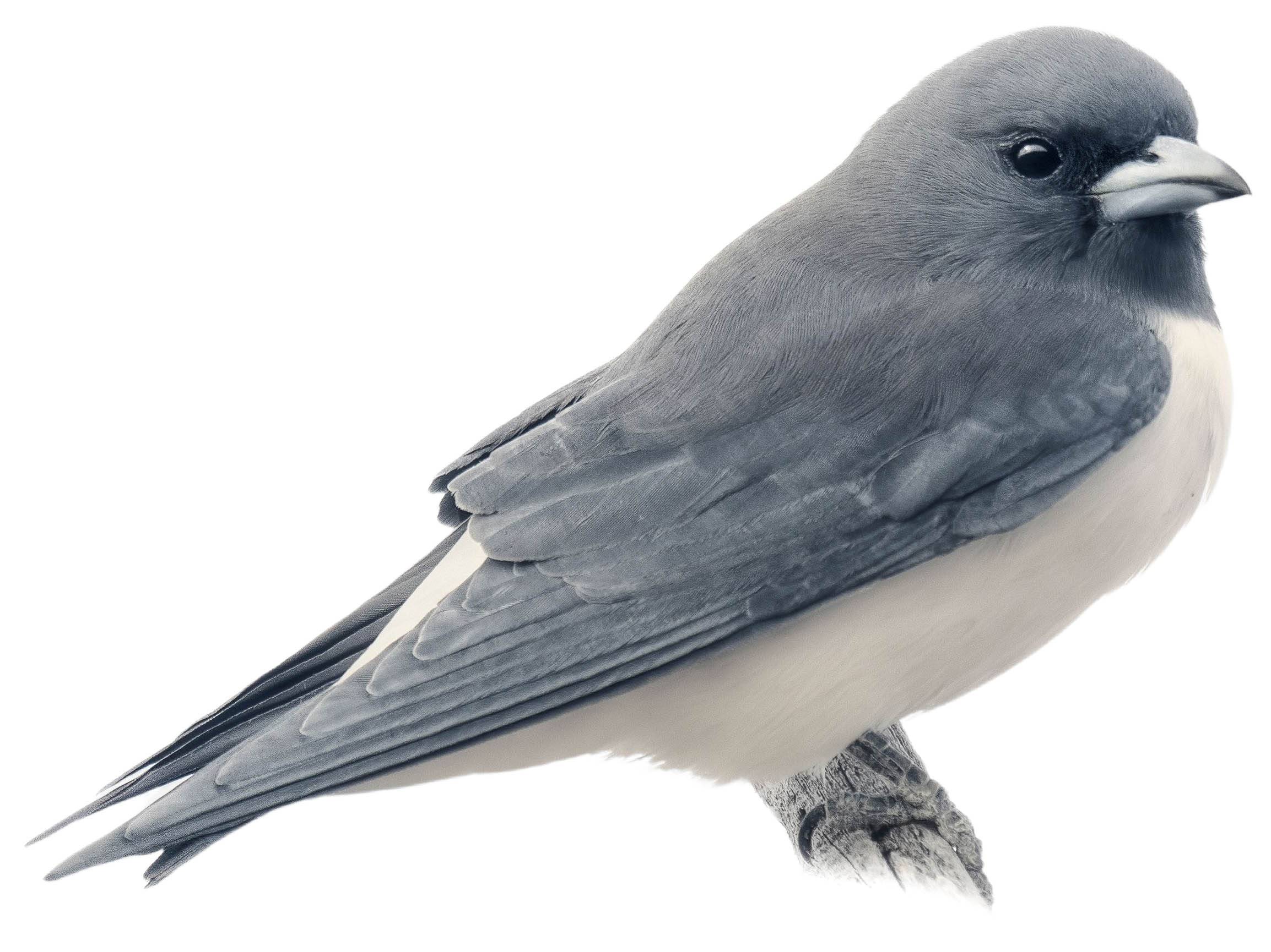 A photo of a White-breasted Woodswallow (Artamus leucorynchus)