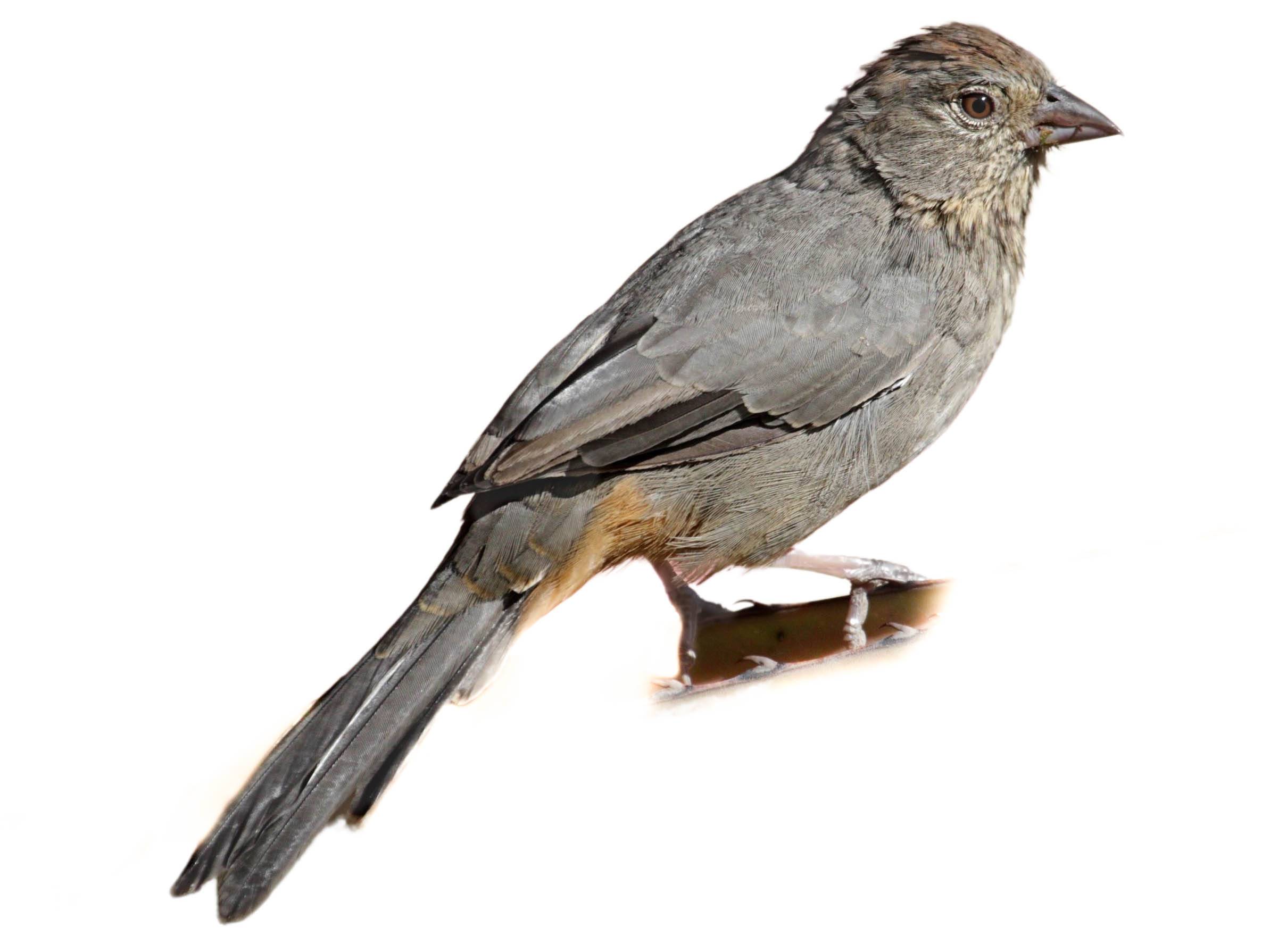 A photo of a Canyon Towhee (Melozone fusca)