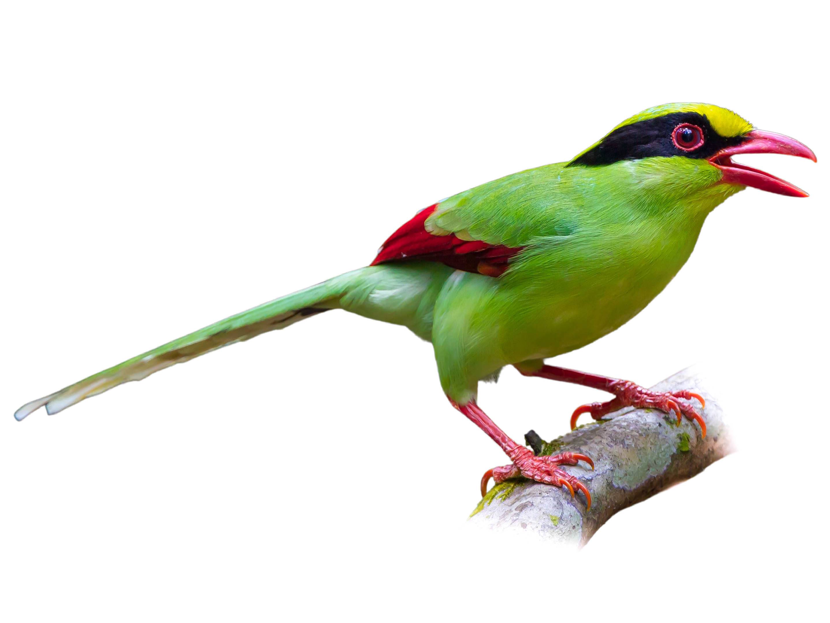 A photo of a Common Green Magpie (Cissa chinensis)