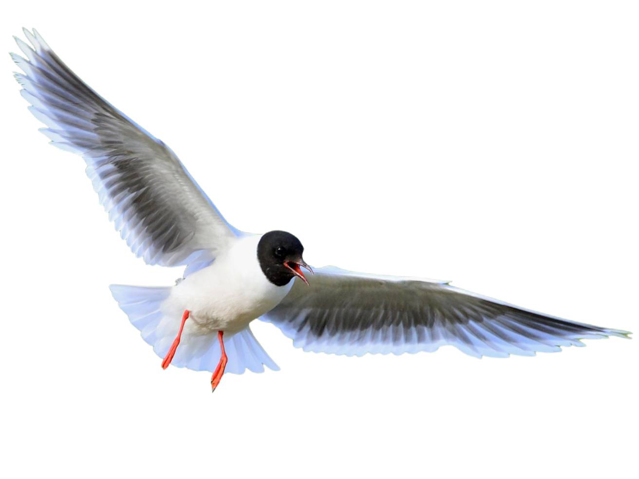 A photo of a Little Gull (Hydrocoloeus minutus)