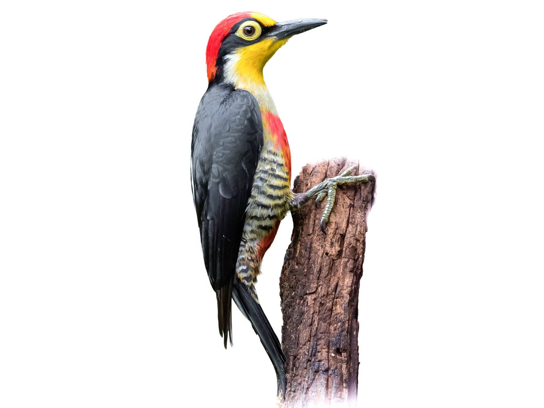 A photo of a Yellow-fronted Woodpecker (Melanerpes flavifrons), male