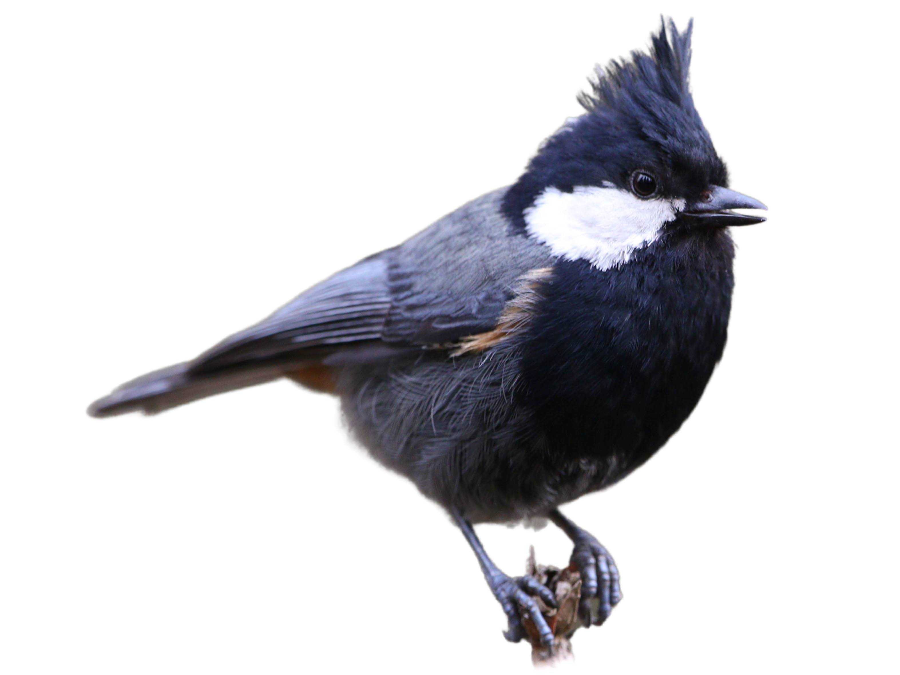 A photo of a Rufous-naped Tit (Periparus rufonuchalis)