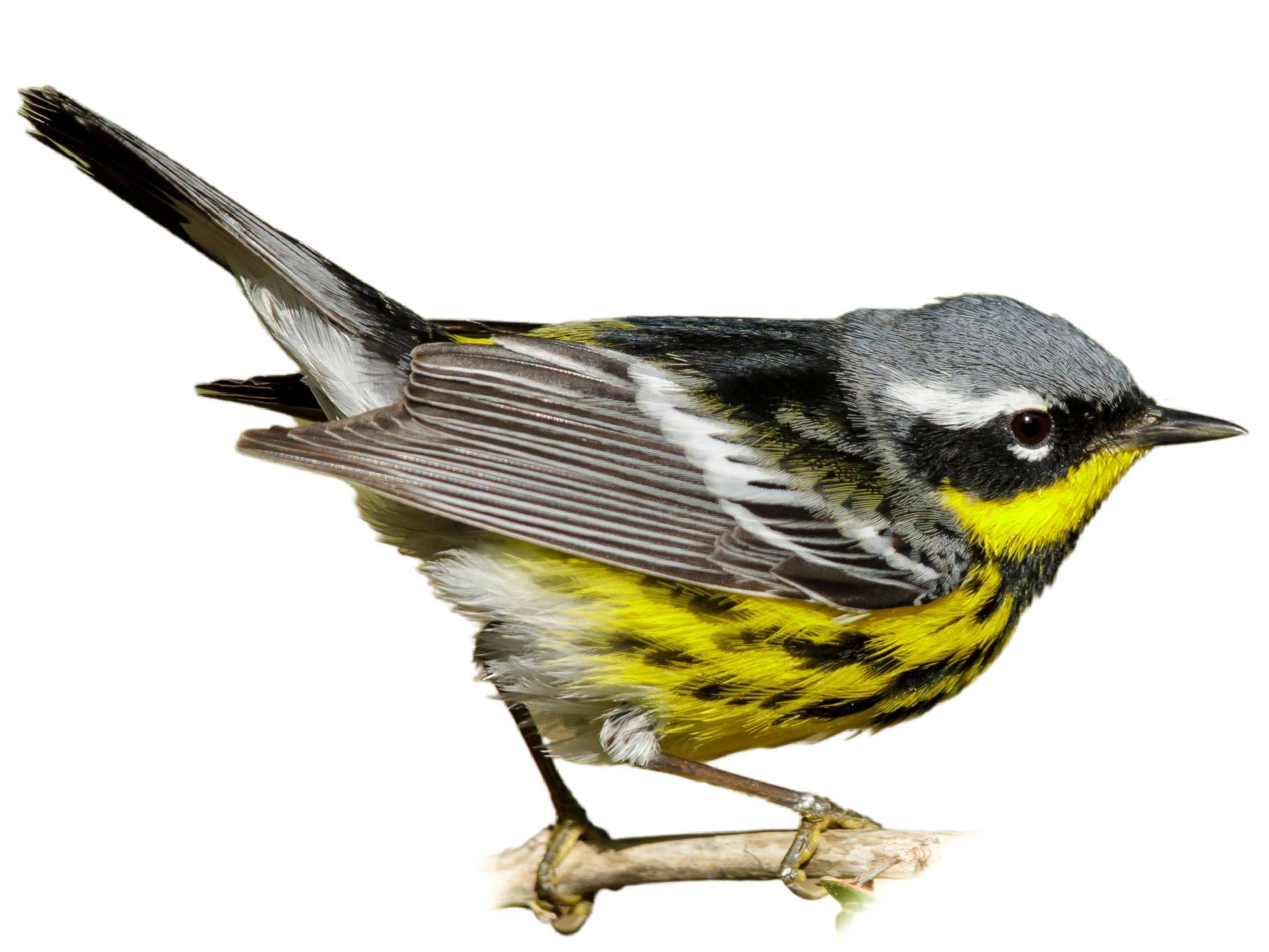 A photo of a Magnolia Warbler (Setophaga magnolia), male