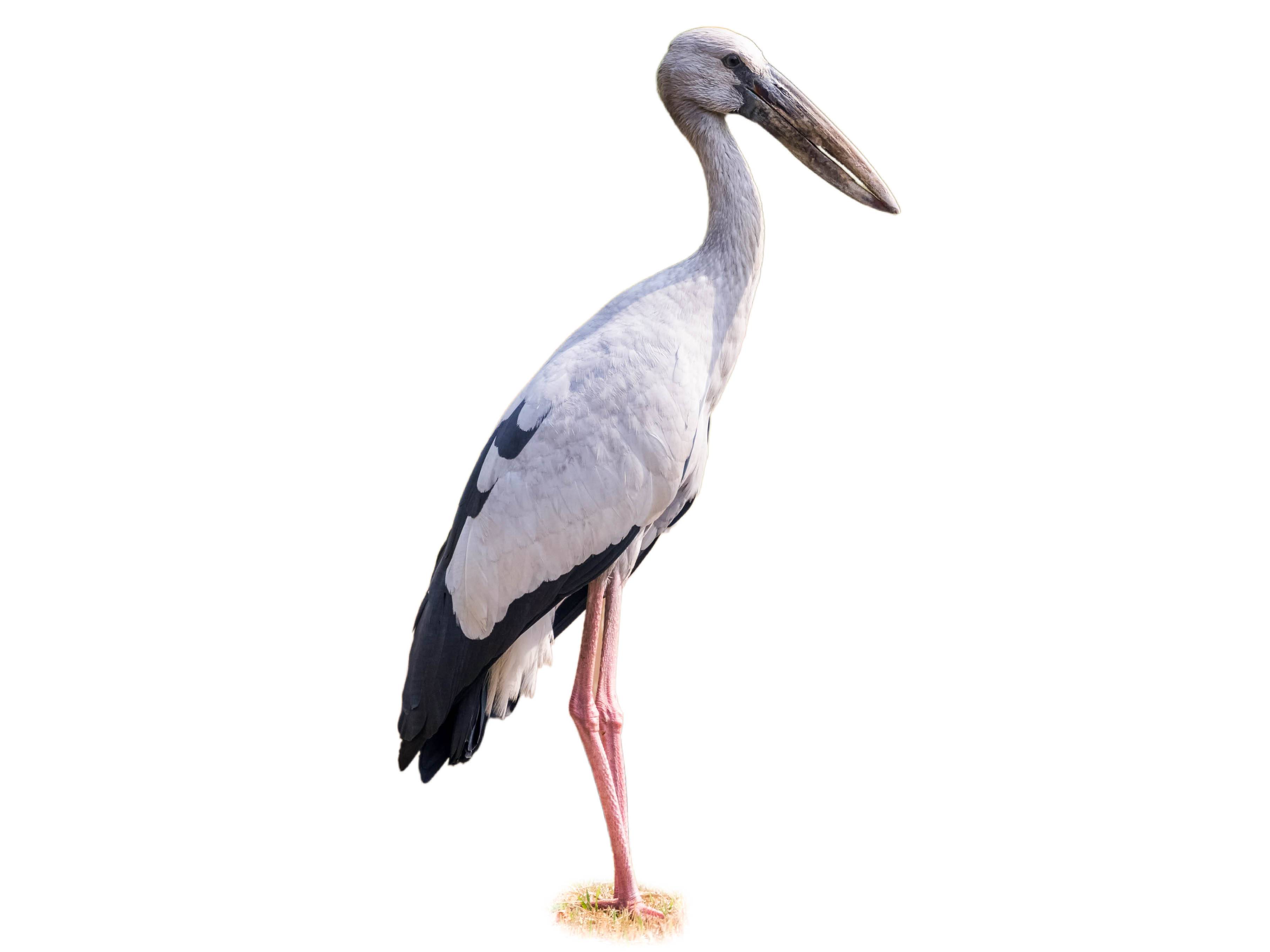 A photo of a Asian Openbill (Anastomus oscitans)