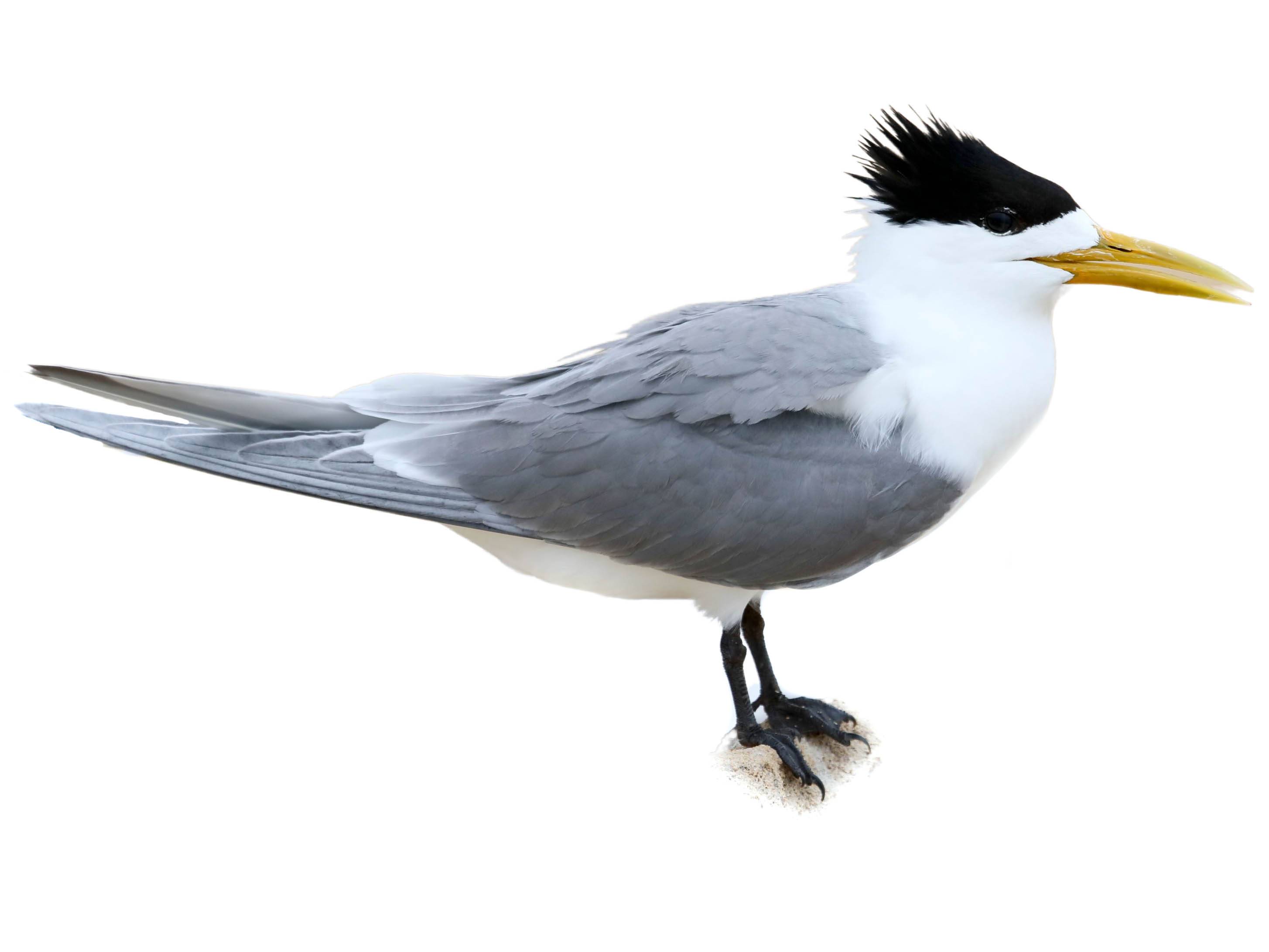 A photo of a Greater Crested Tern (Thalasseus bergii)