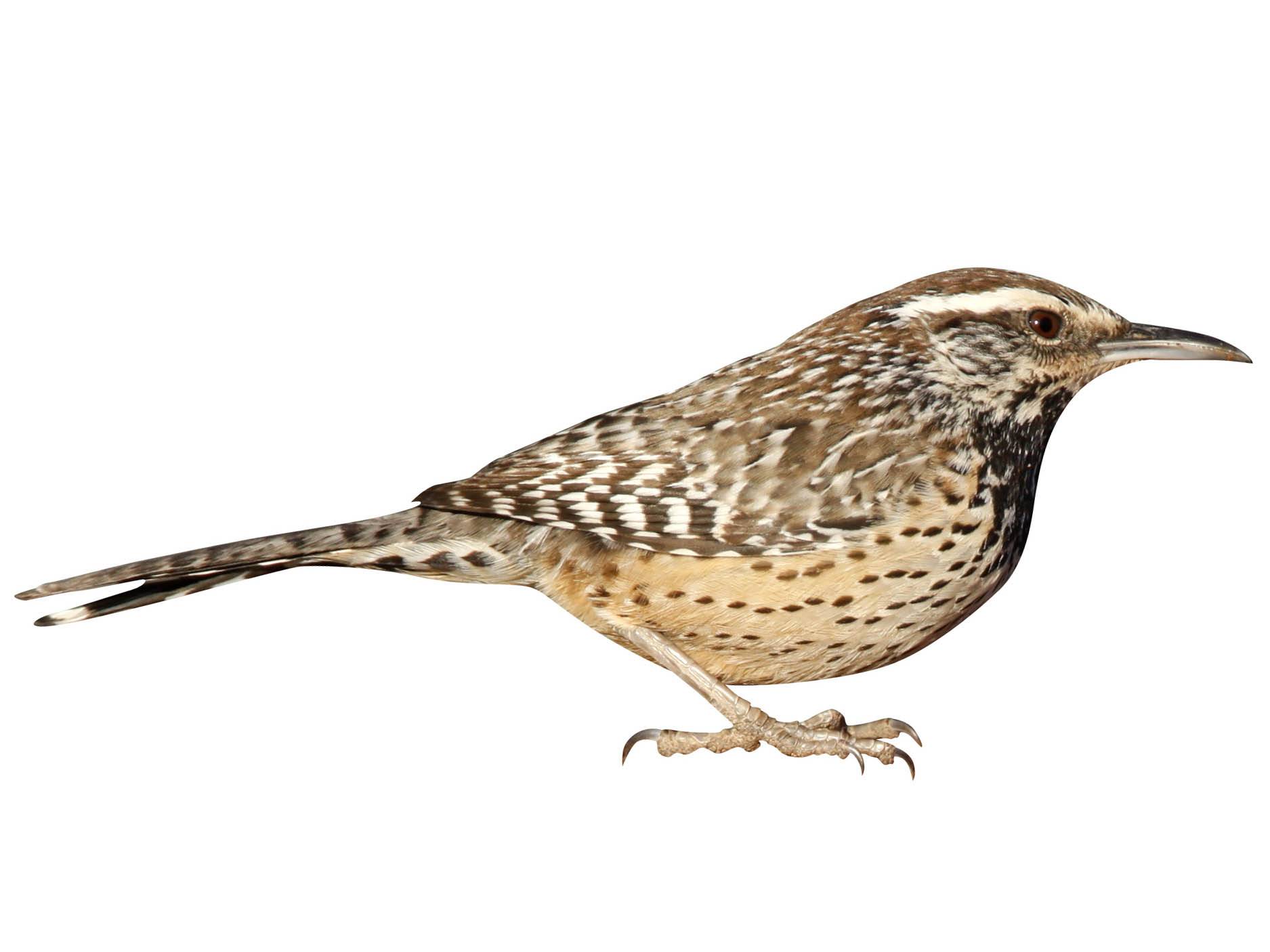 A photo of a Cactus Wren (Campylorhynchus brunneicapillus)