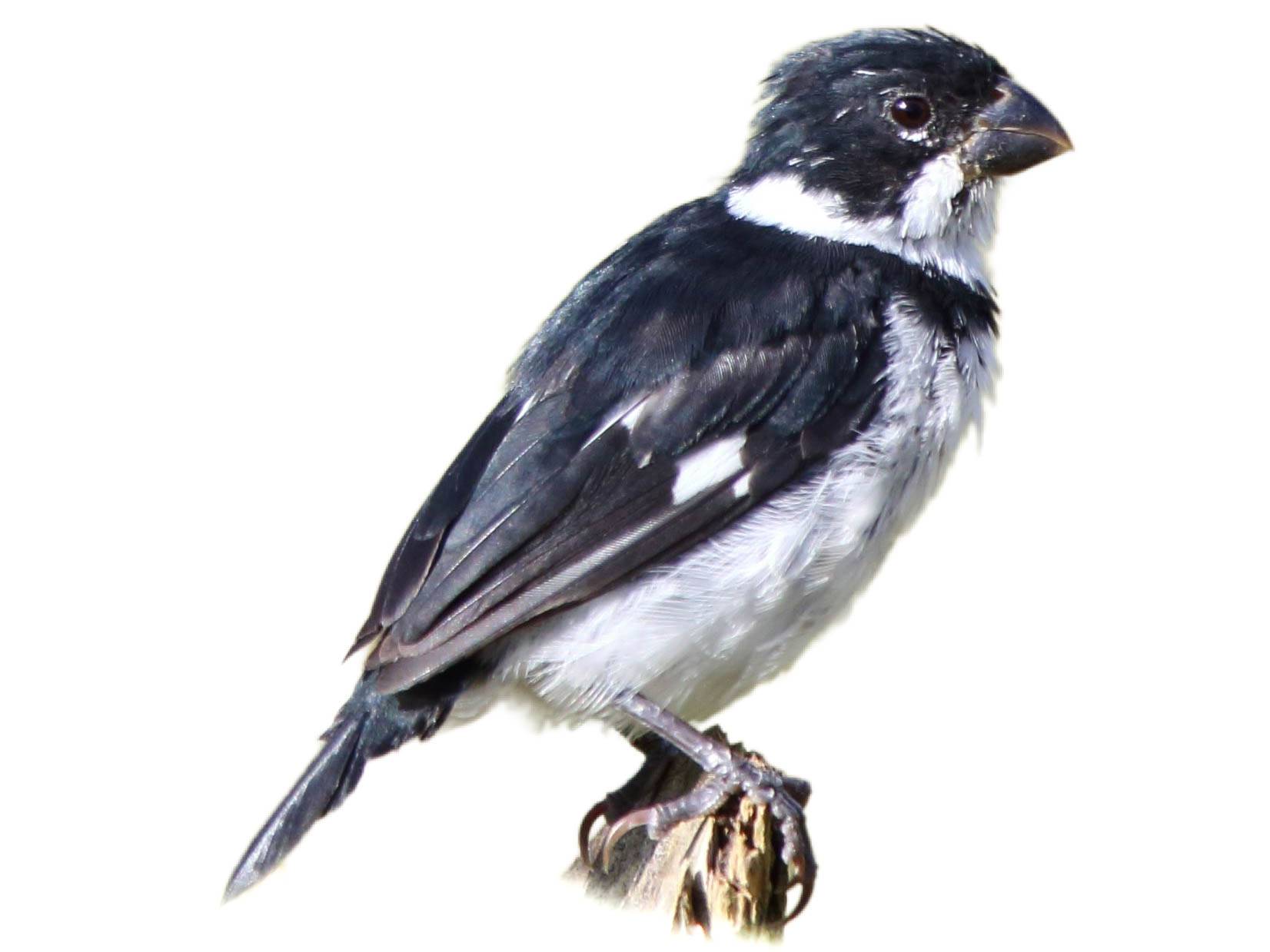 A photo of a Variable Seedeater (Sporophila corvina), male