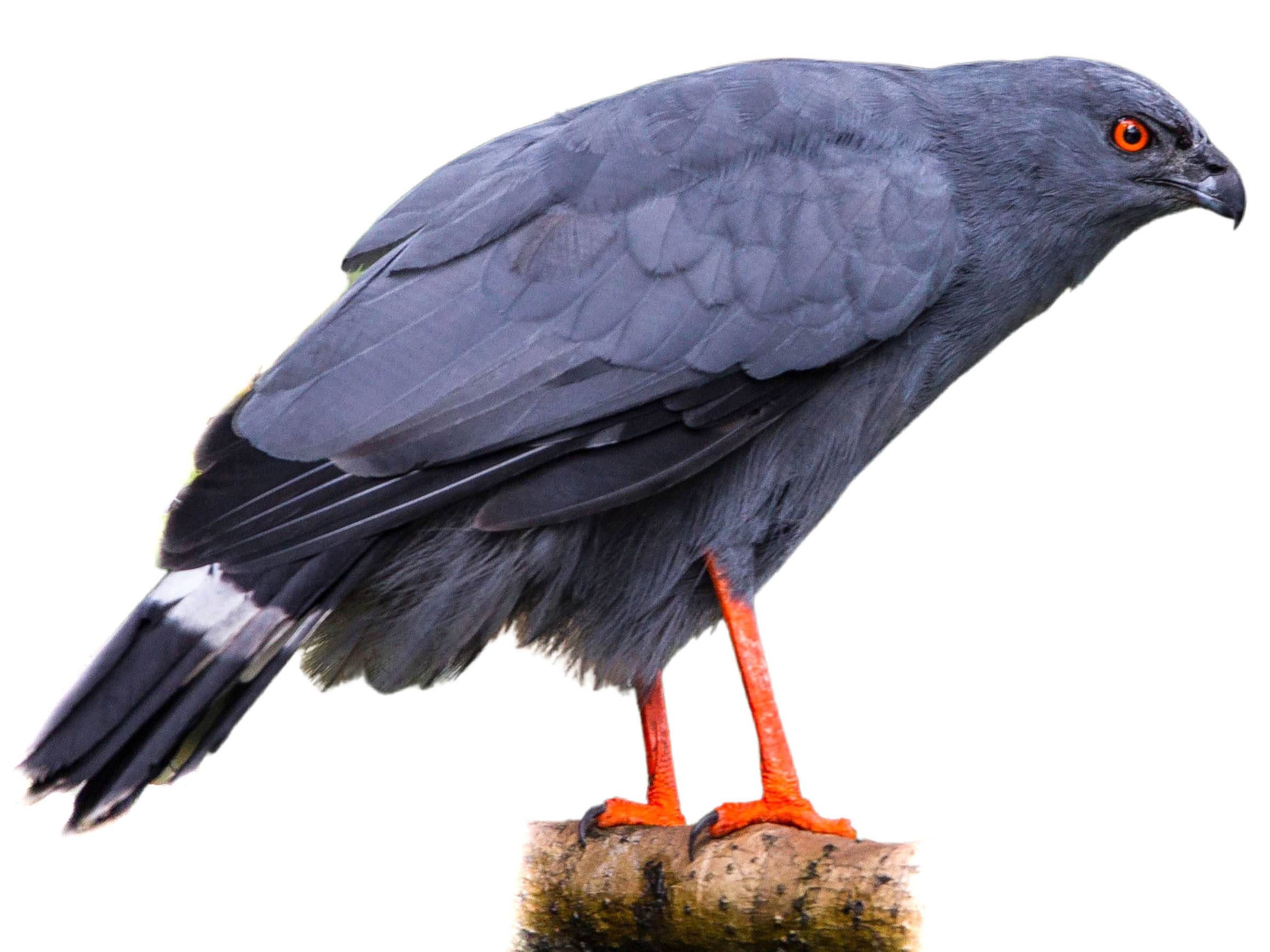 A photo of a Crane Hawk (Geranospiza caerulescens)