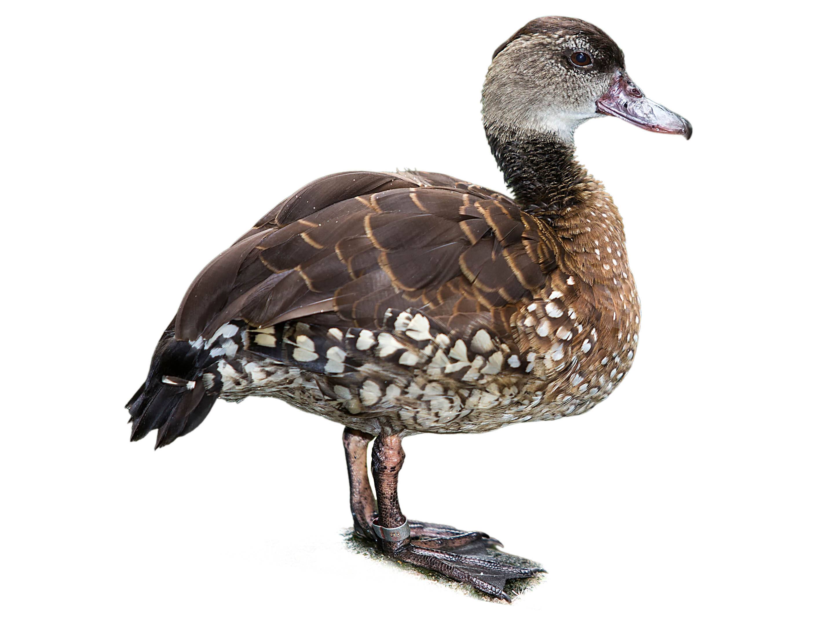 A photo of a Spotted Whistling Duck (Dendrocygna guttata)