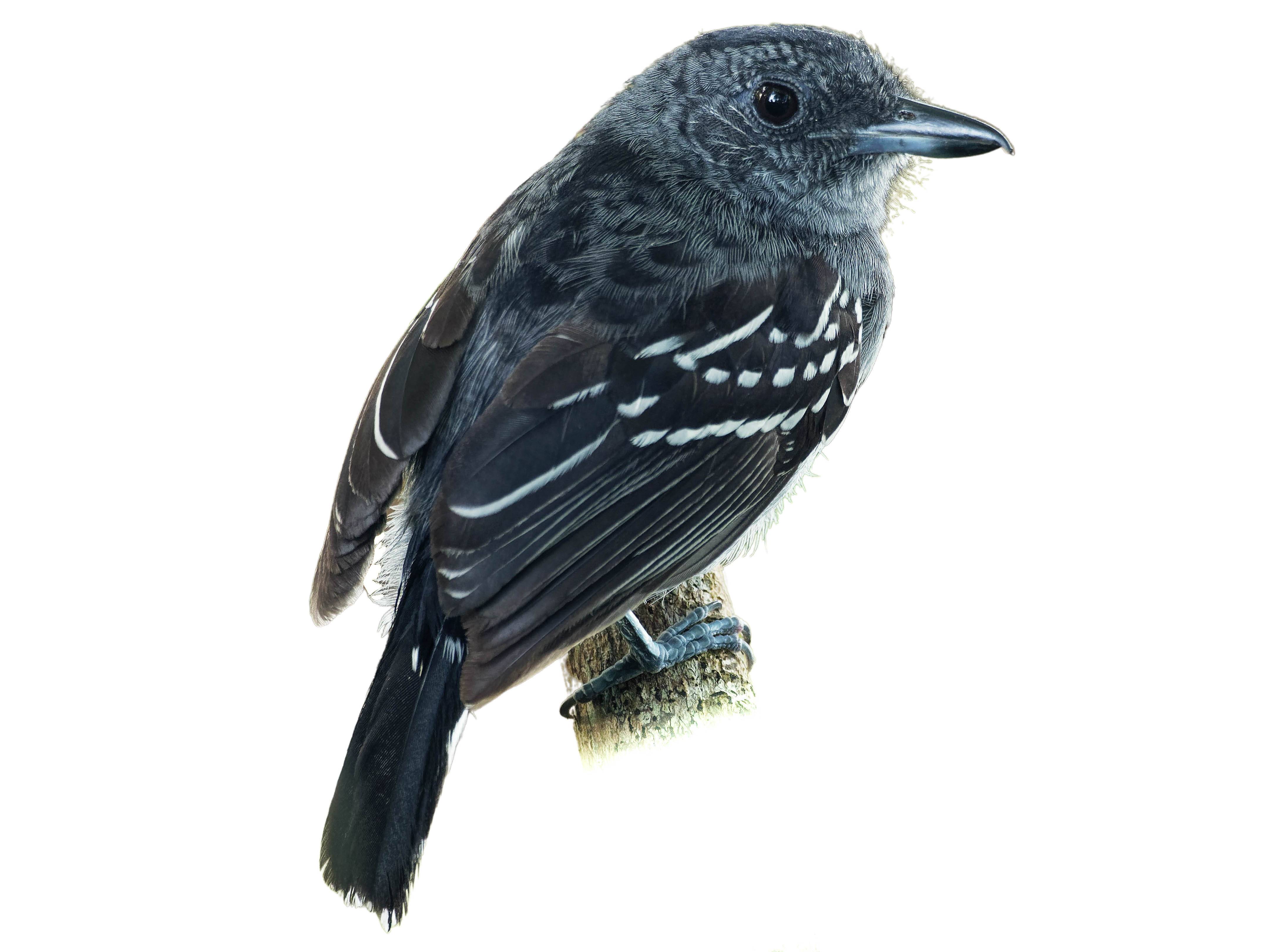 A photo of a Black-crowned Antshrike (Thamnophilus atrinucha), male