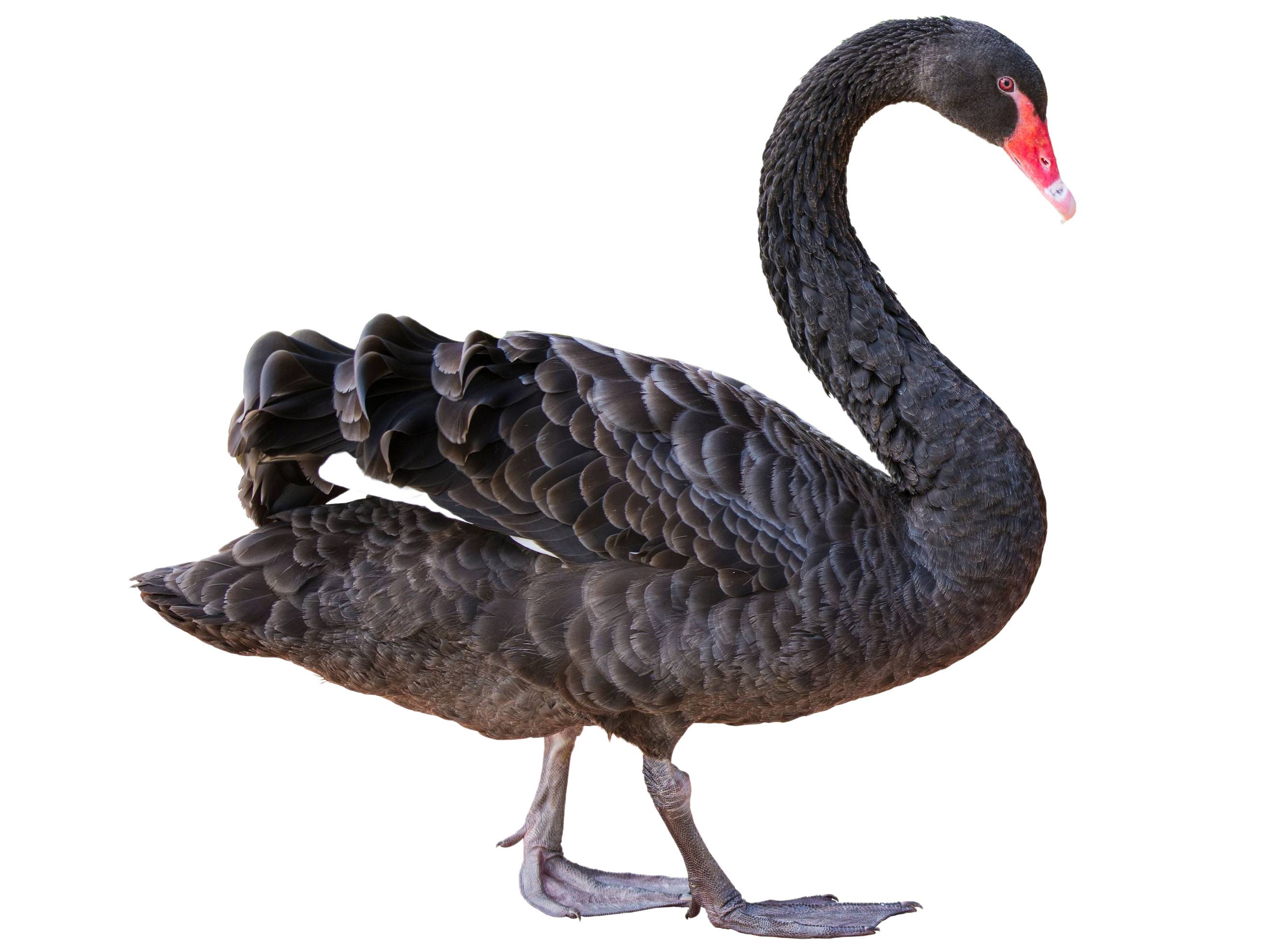 A photo of a Black Swan (Cygnus atratus)