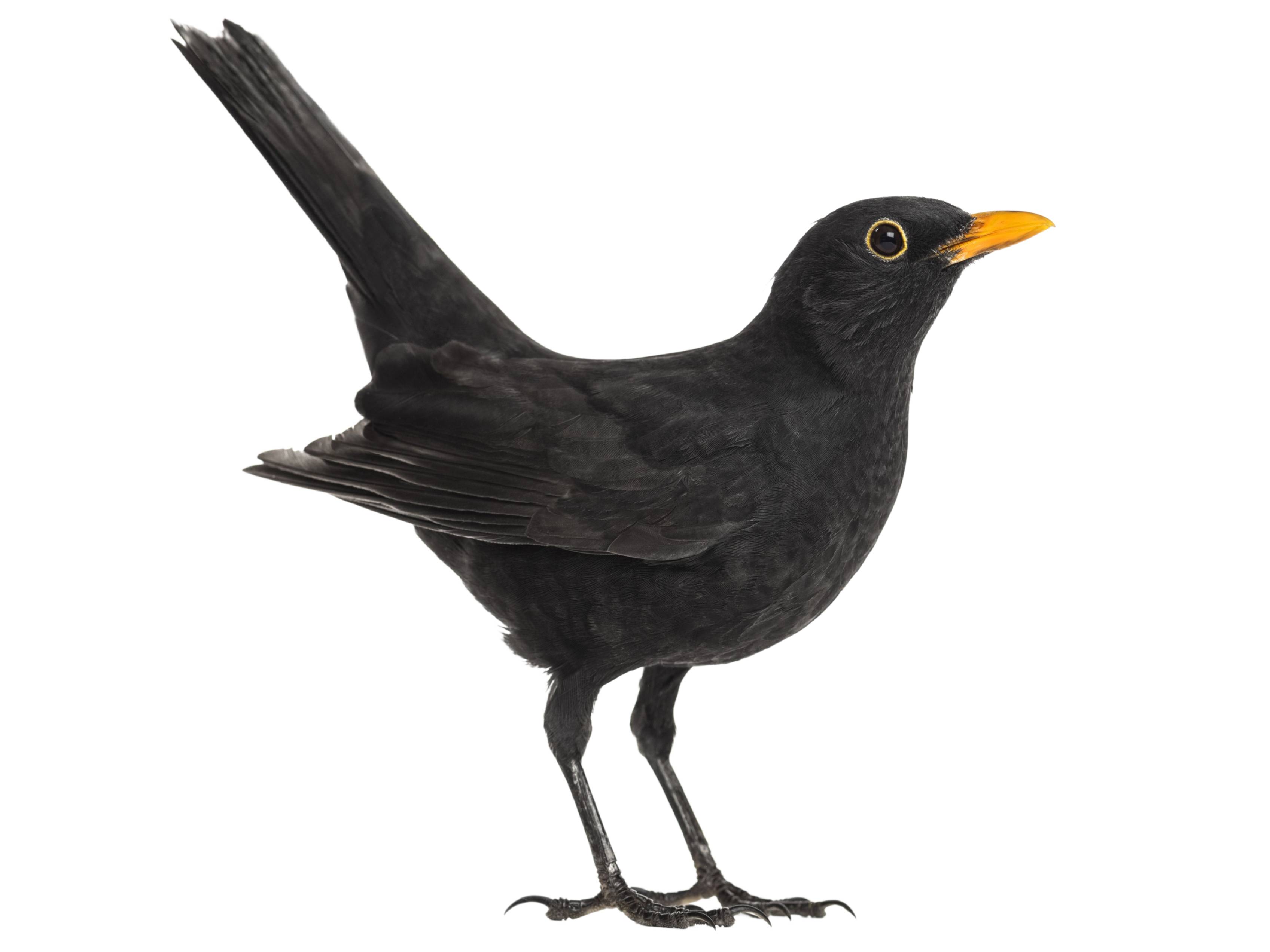 A photo of a Common Blackbird (Turdus merula), male