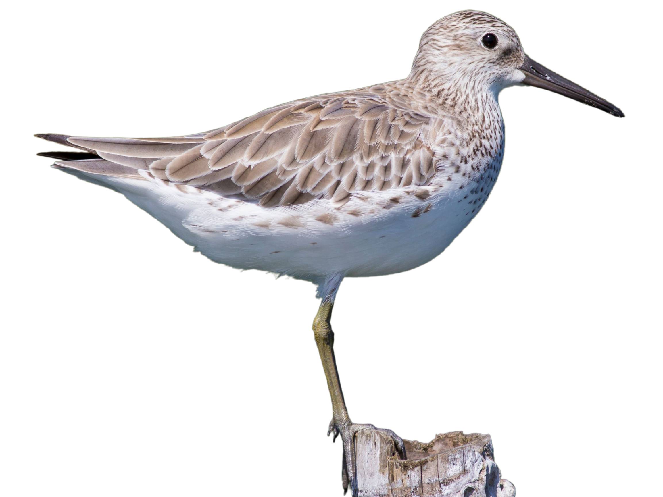 A photo of a Great Knot (Calidris tenuirostris)