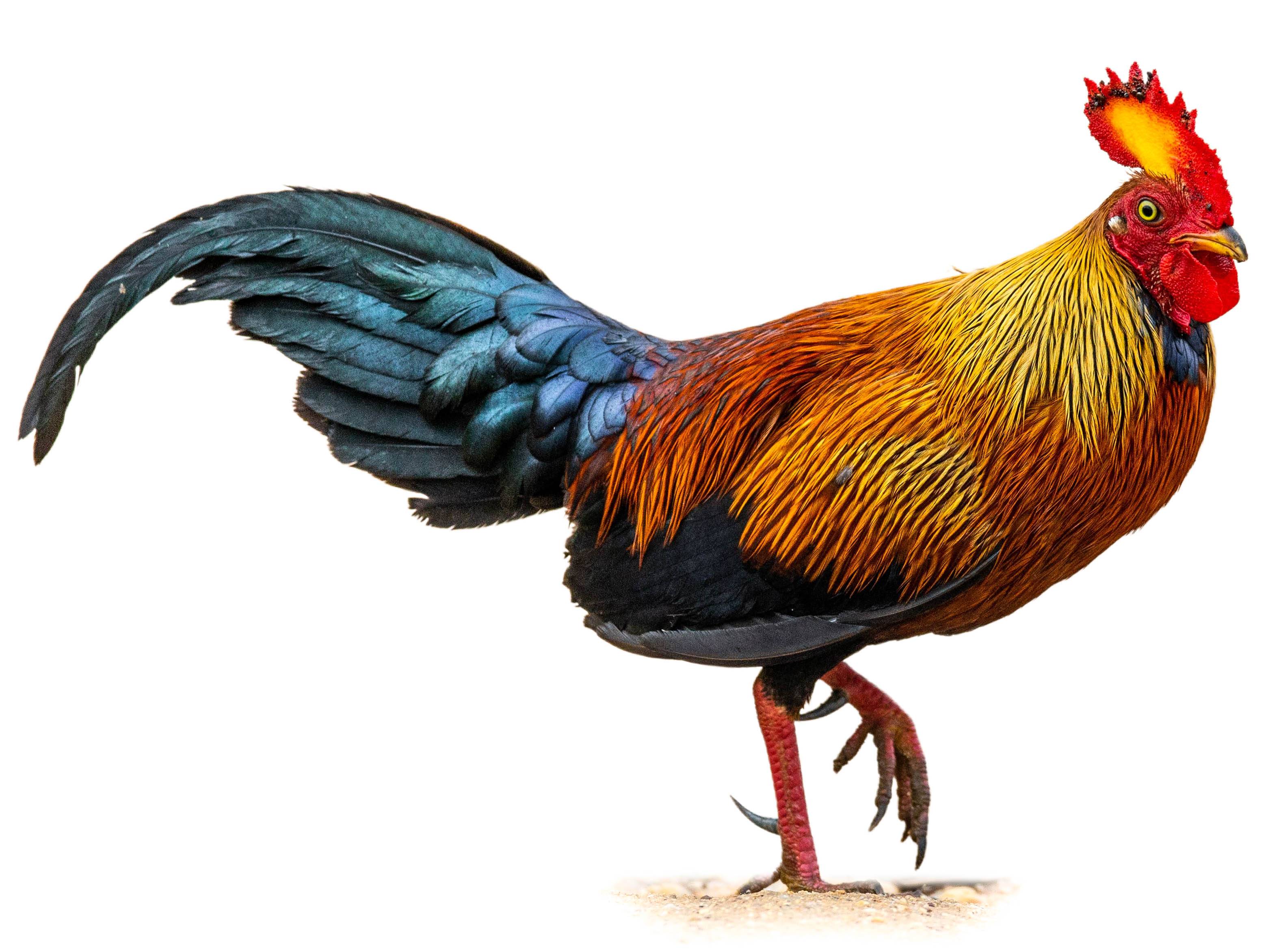 A photo of a Sri Lanka Junglefowl (Gallus lafayettii), male