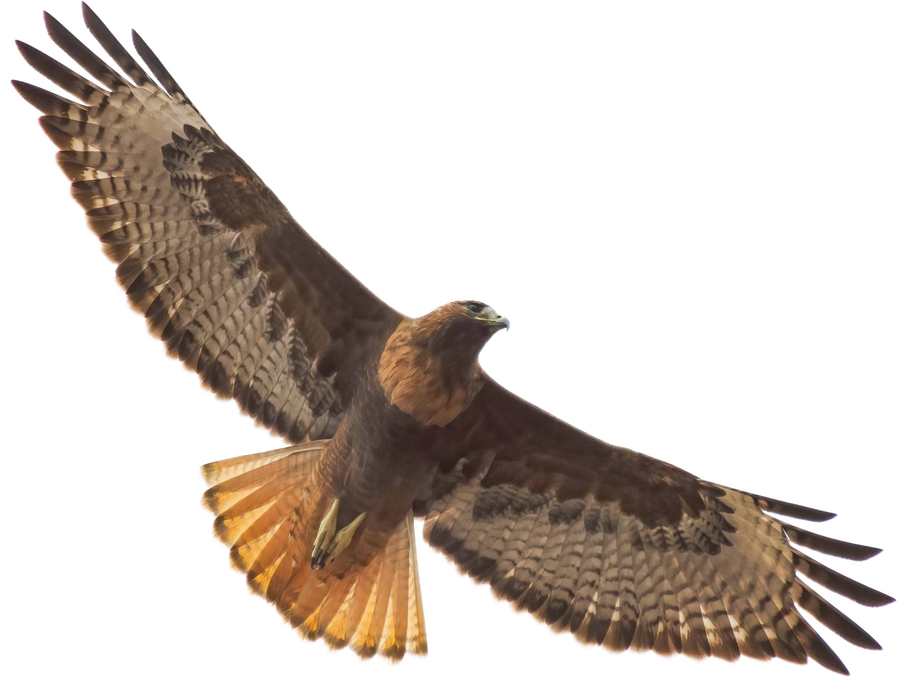 A photo of a Red-tailed Hawk (Buteo jamaicensis)