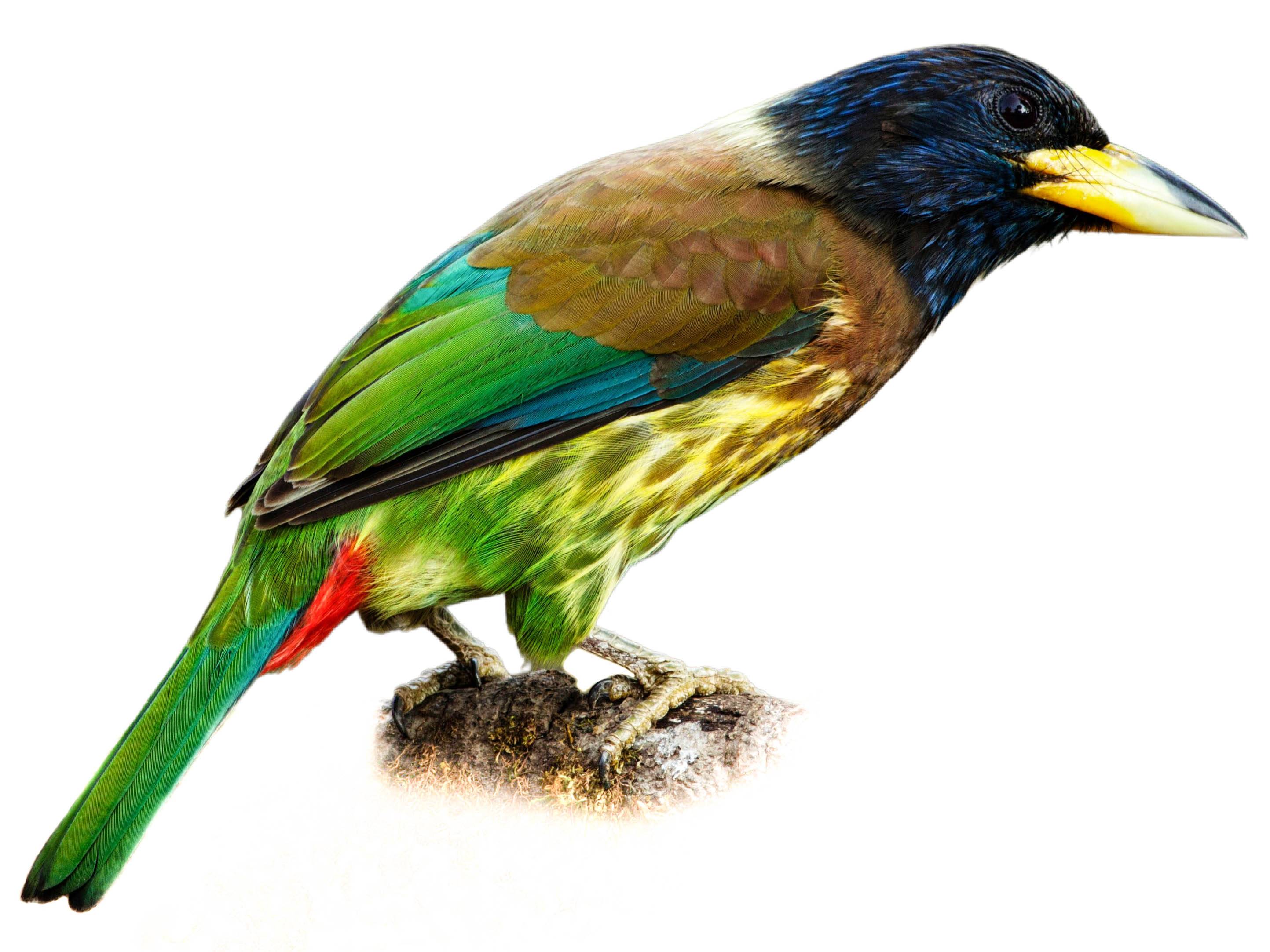 A photo of a Great Barbet (Psilopogon virens)