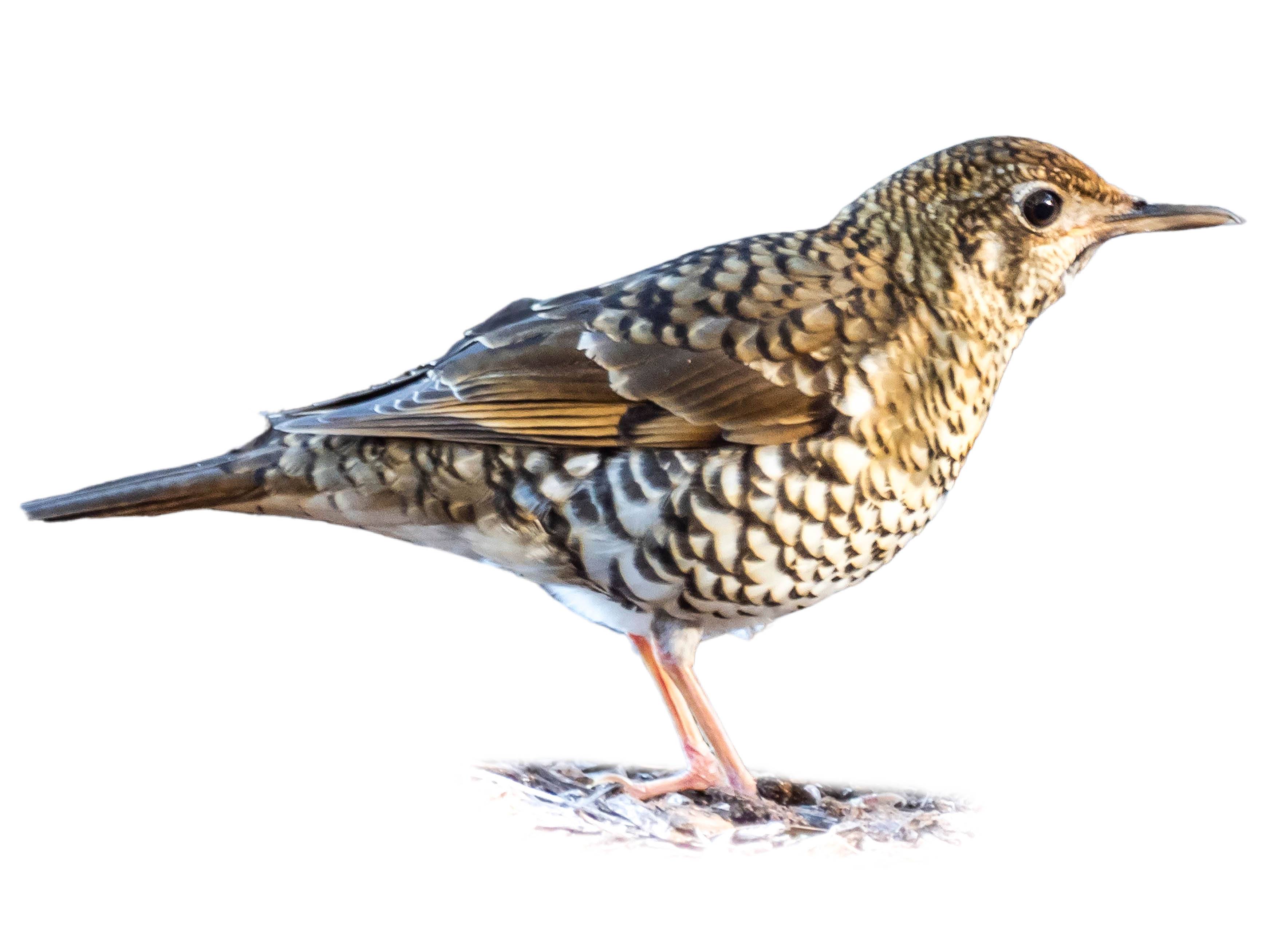 A photo of a Russet-tailed Thrush (Zoothera heinei)