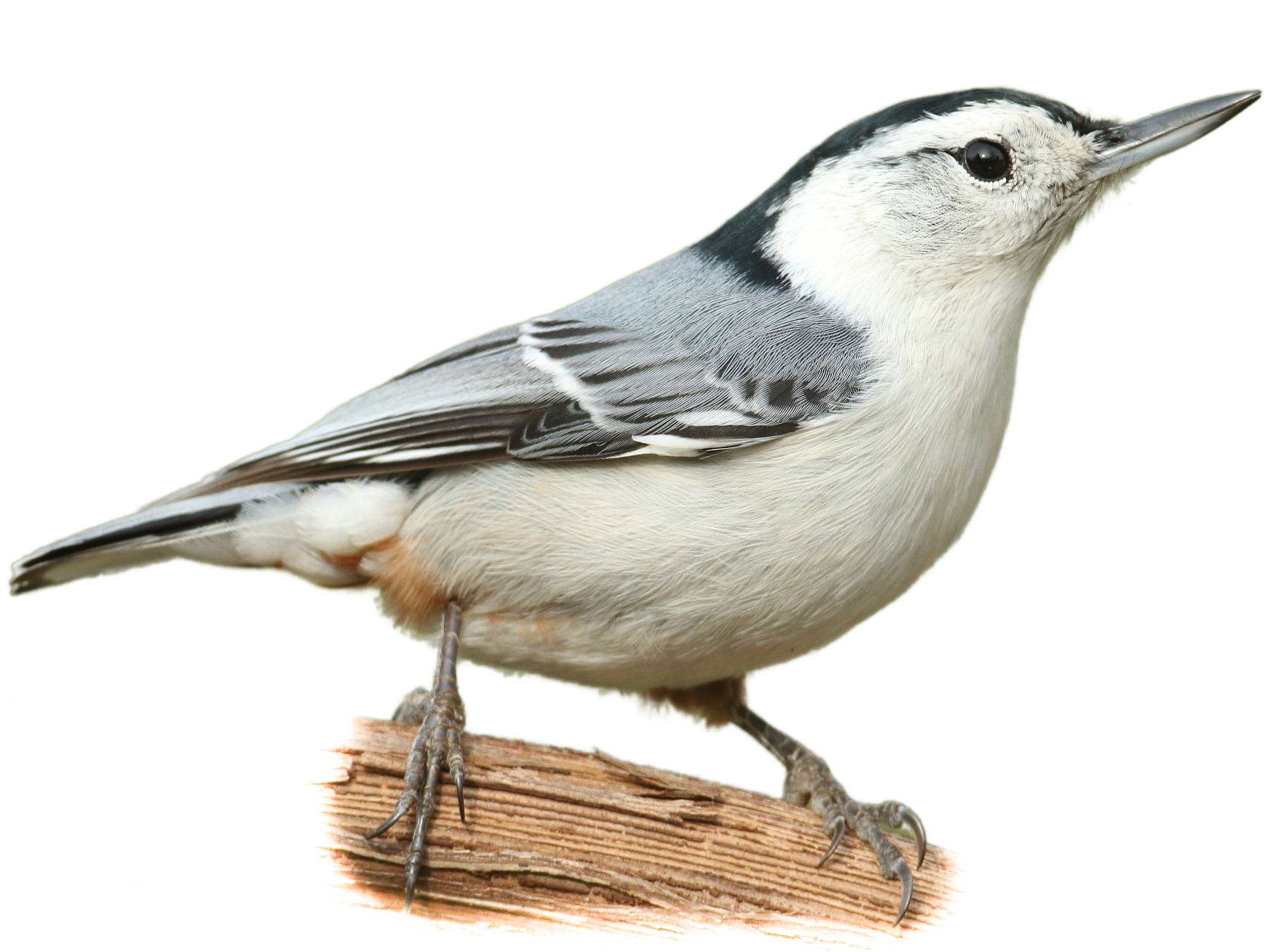 A photo of a White-breasted Nuthatch (Sitta carolinensis), male